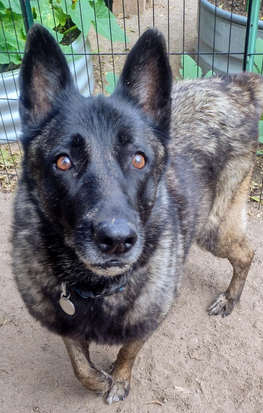 Bonnie, a ADOPTABLE Norwegian Elkhound in Carlsbad, CA image 3/3