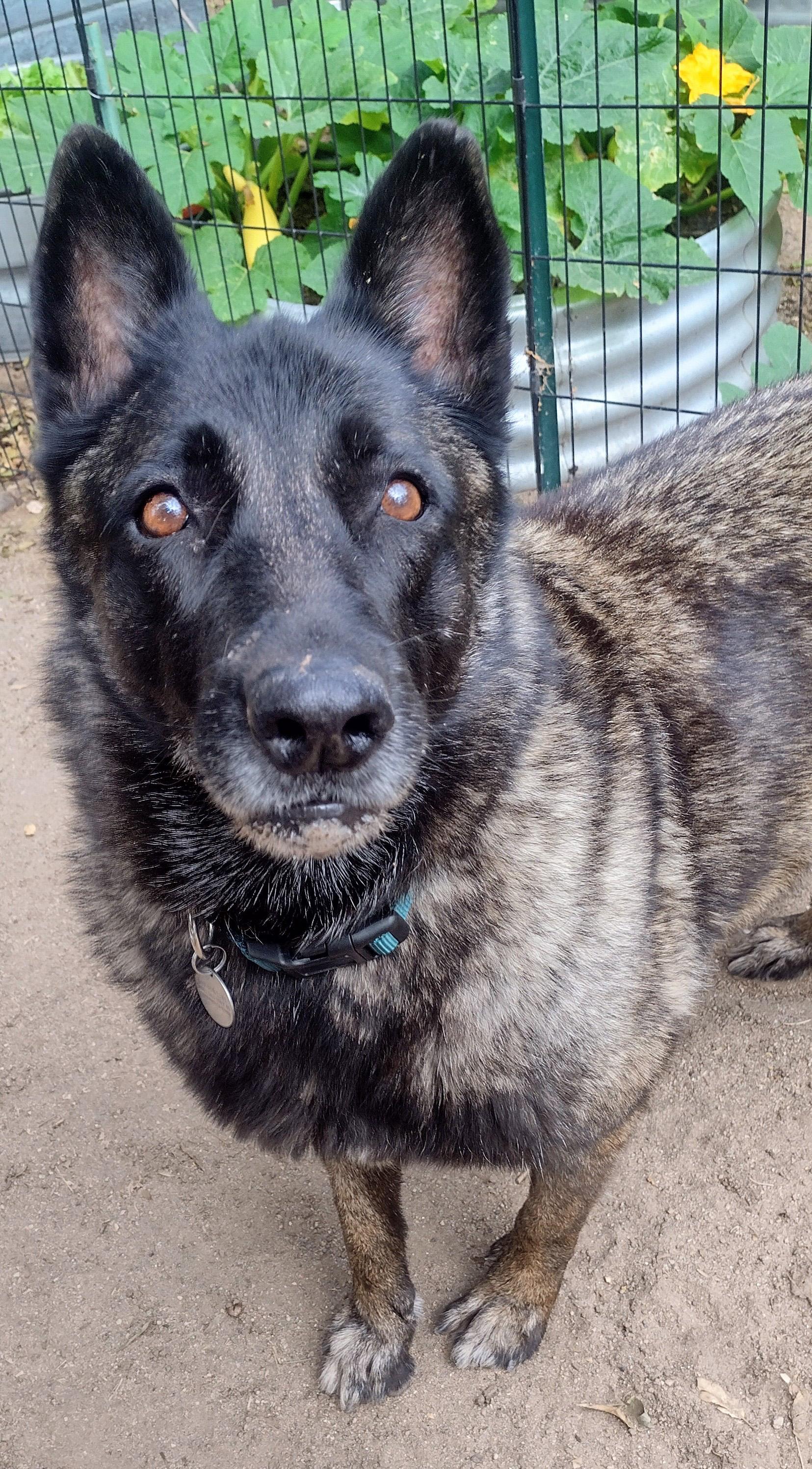 Bonnie, a ADOPTABLE Norwegian Elkhound in Carlsbad, CA image 2/3