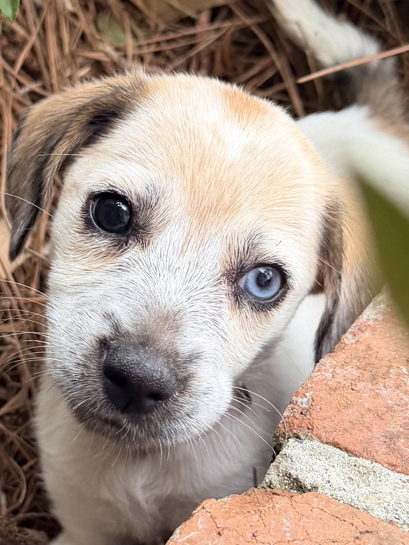 Enlarge Harper, an adopted mixed breed in Baker, LA image 3/6