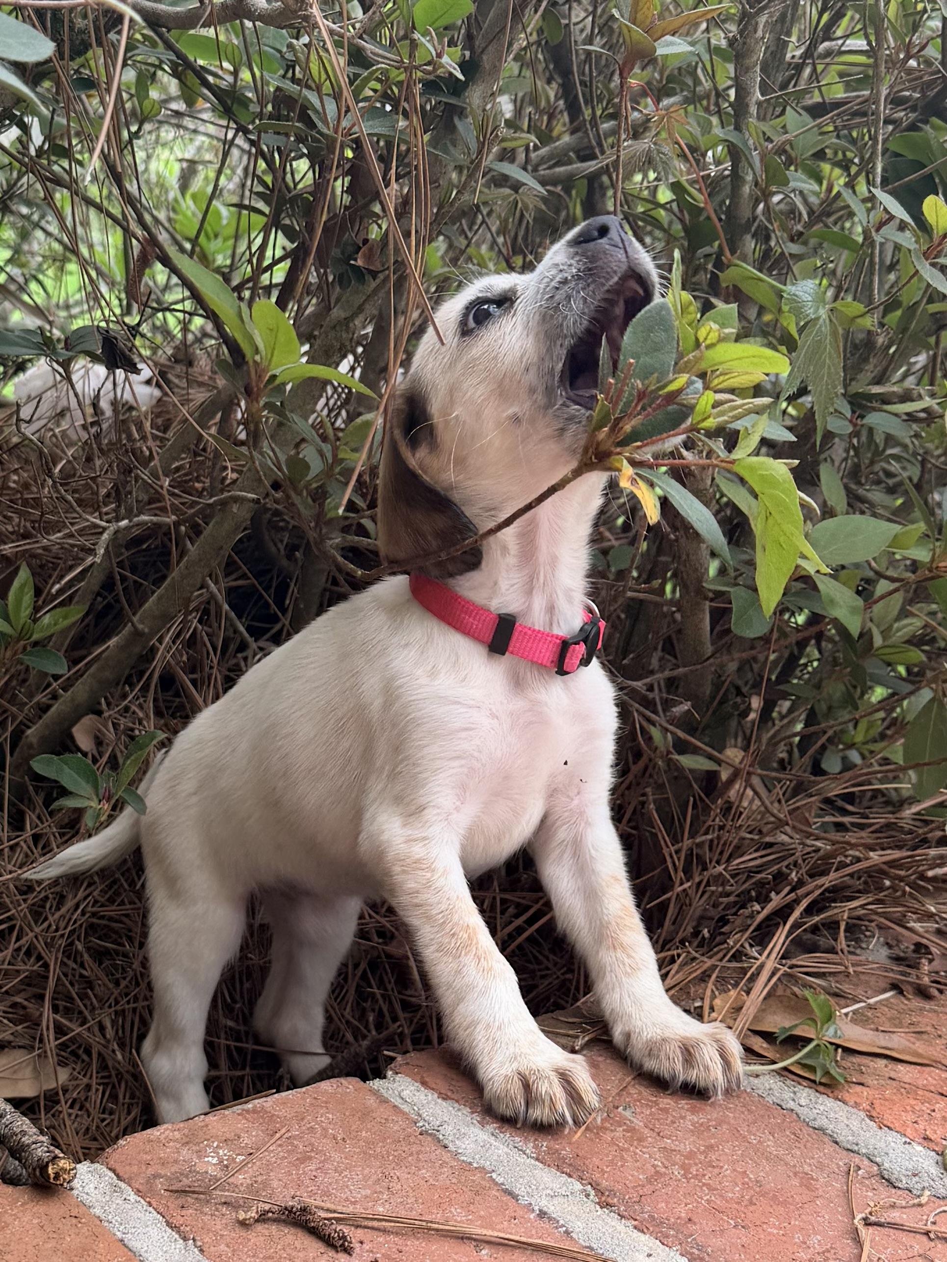 Enlarge Harper, an adopted mixed breed in Baker, LA image 6/6