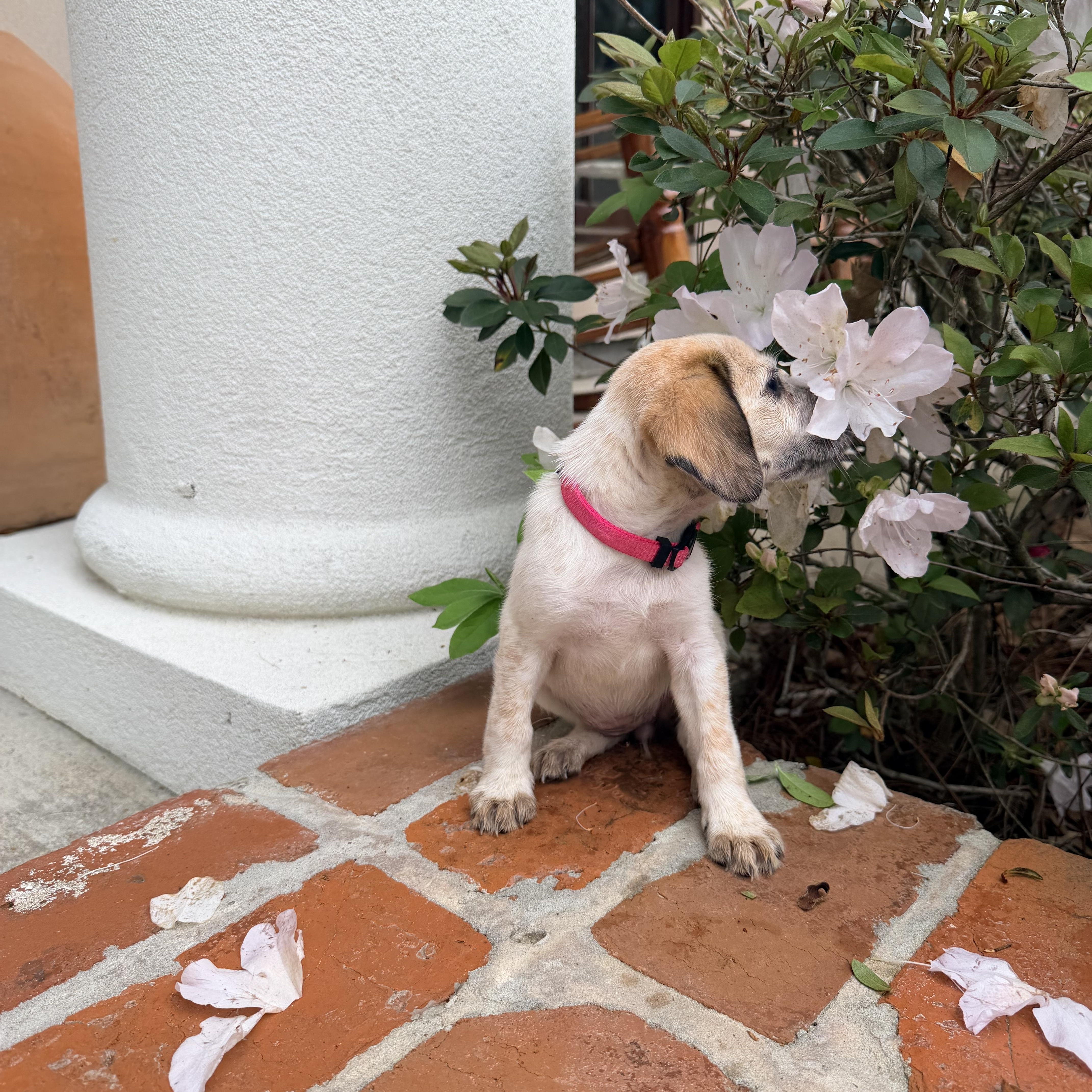 Enlarge Harper, an adopted mixed breed in Baker, LA image 4/6