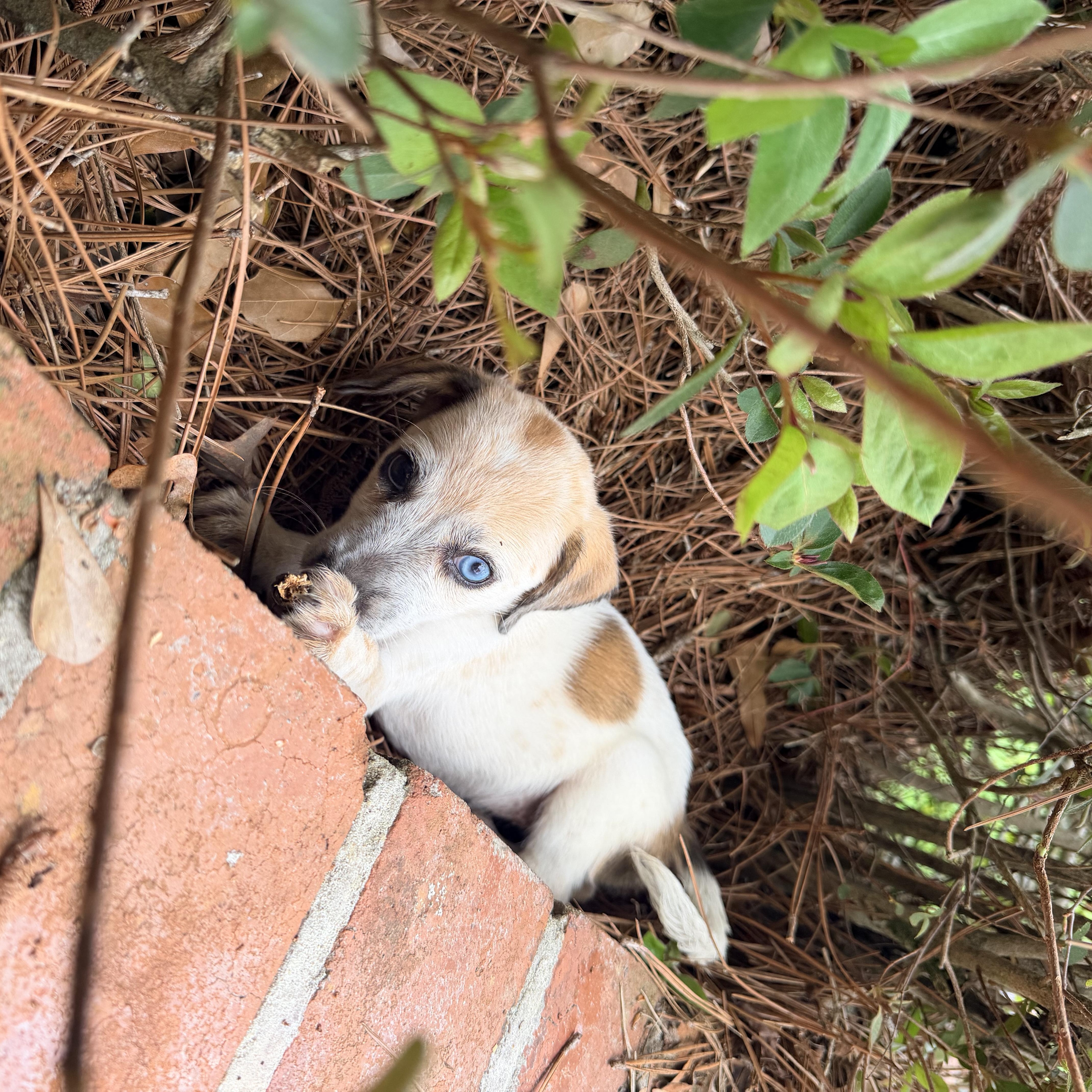 Enlarge Harper, an adopted mixed breed in Baker, LA image 2/6