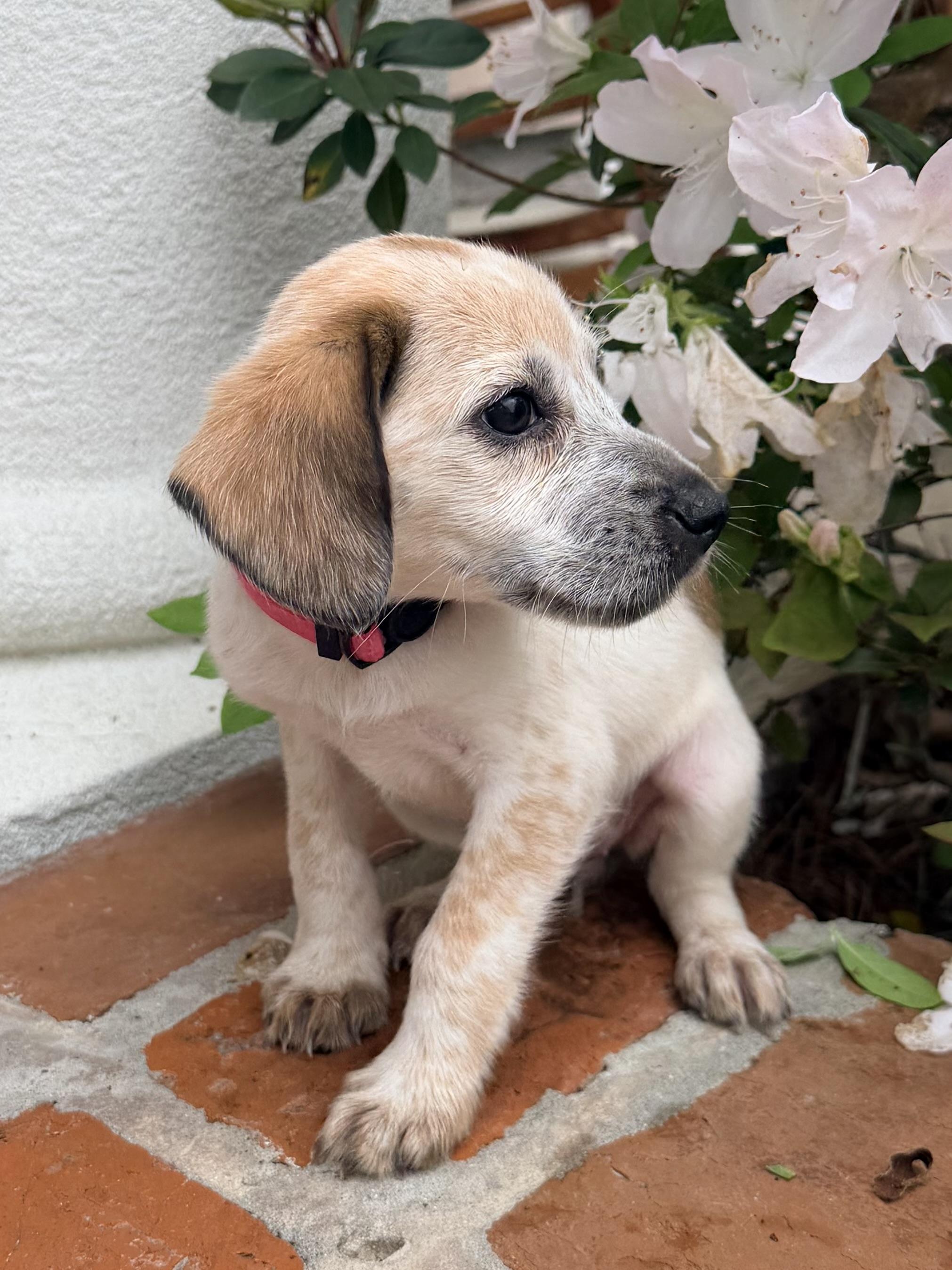 Enlarge Harper, an adopted mixed breed in Baker, LA image 1/6