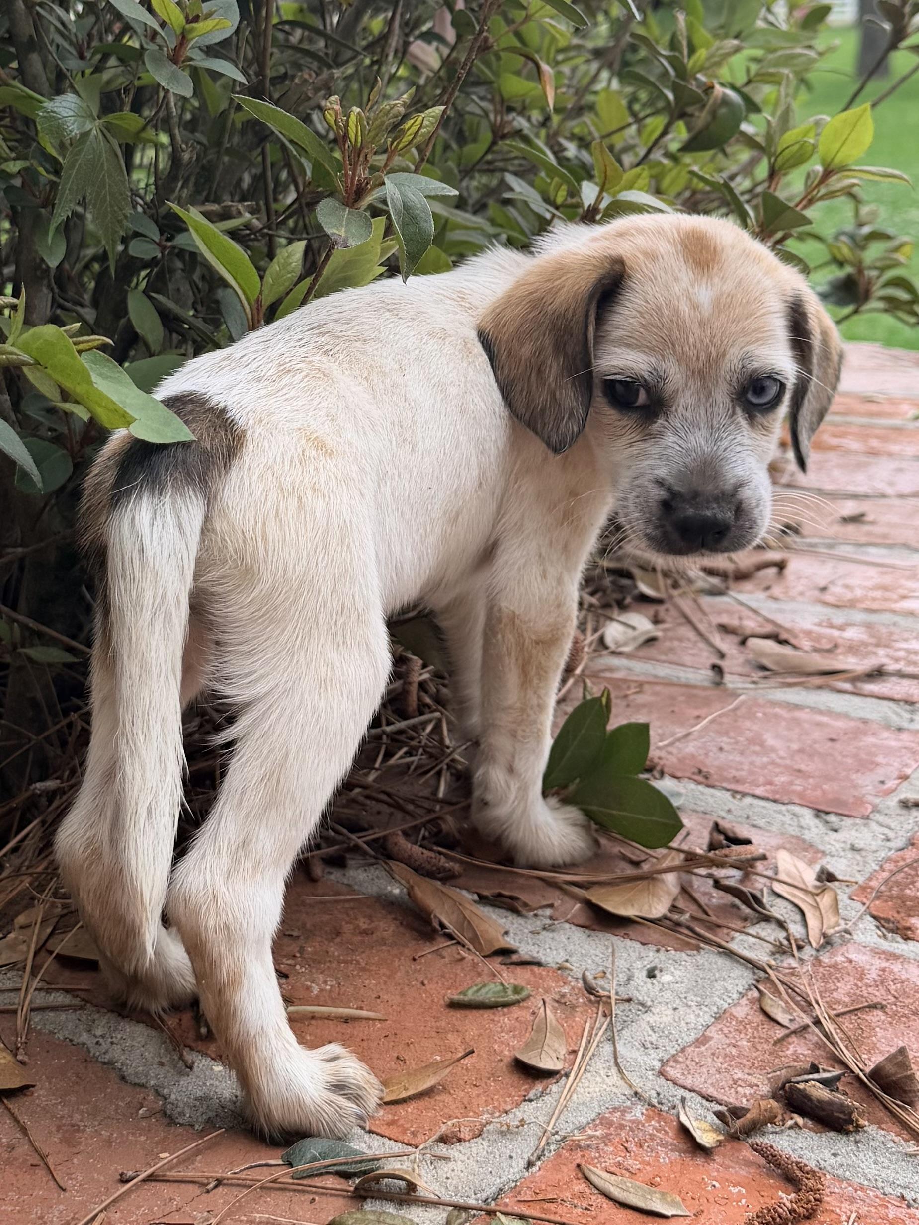 Enlarge Harper, an adopted mixed breed in Baker, LA image 5/6