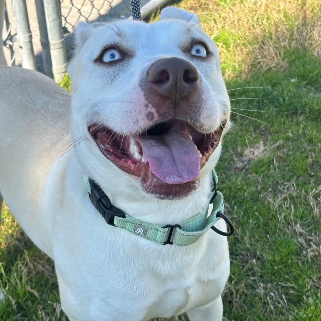 Nova, a Adoptable mixed breed in League City, TX image 1/6