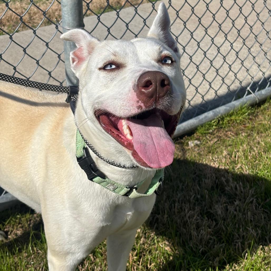 Nova, a Adoptable mixed breed in League City, TX image 2/6