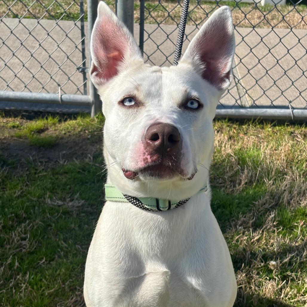 Nova, a Adoptable mixed breed in League City, TX image 3/6