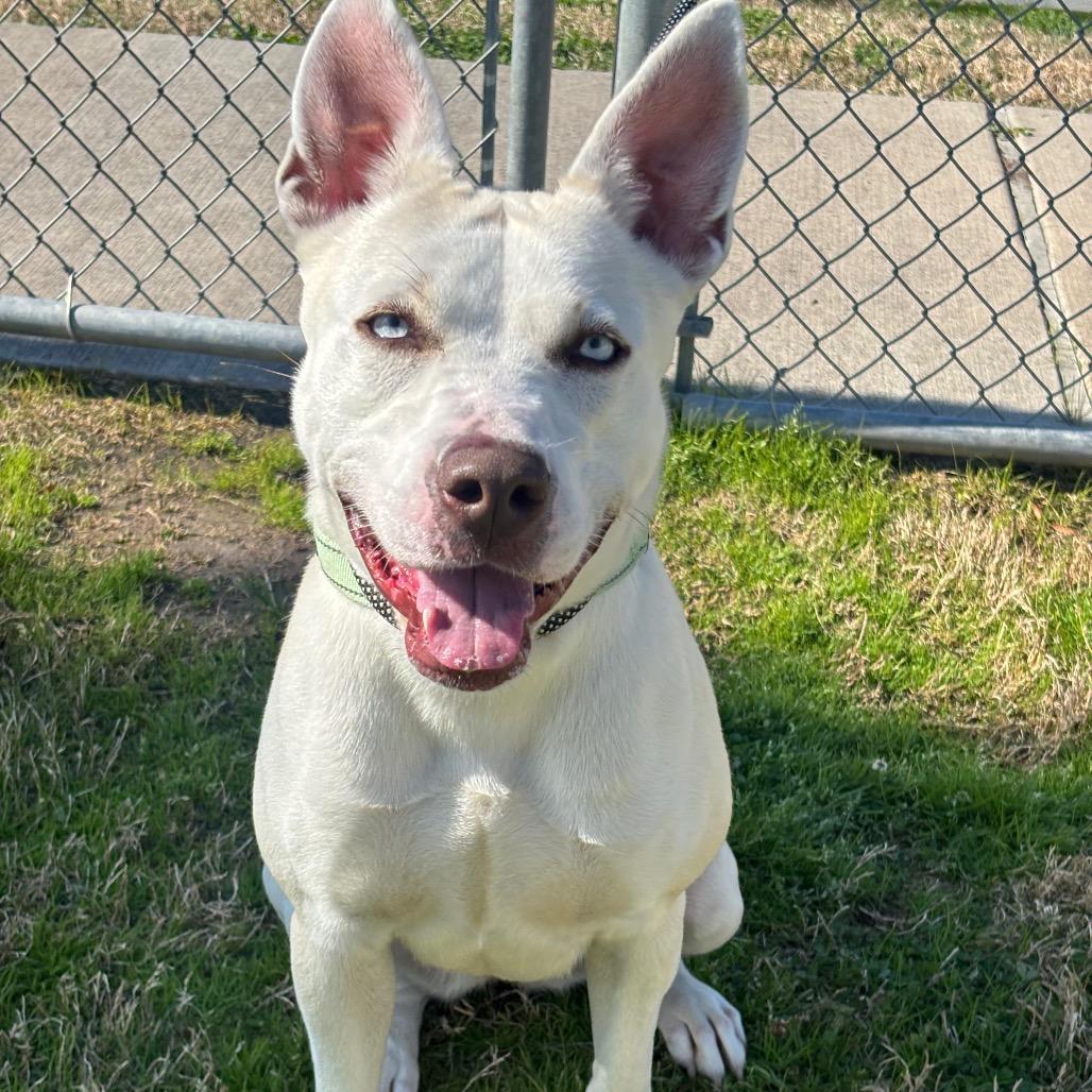 Nova, a Adoptable mixed breed in League City, TX image 4/6