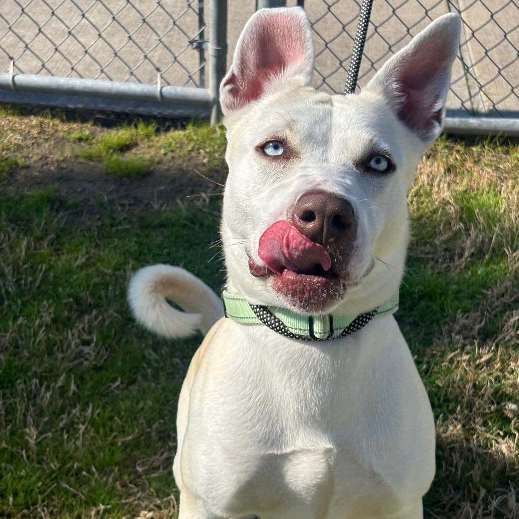 Nova, a Adoptable mixed breed in League City, TX image 5/6