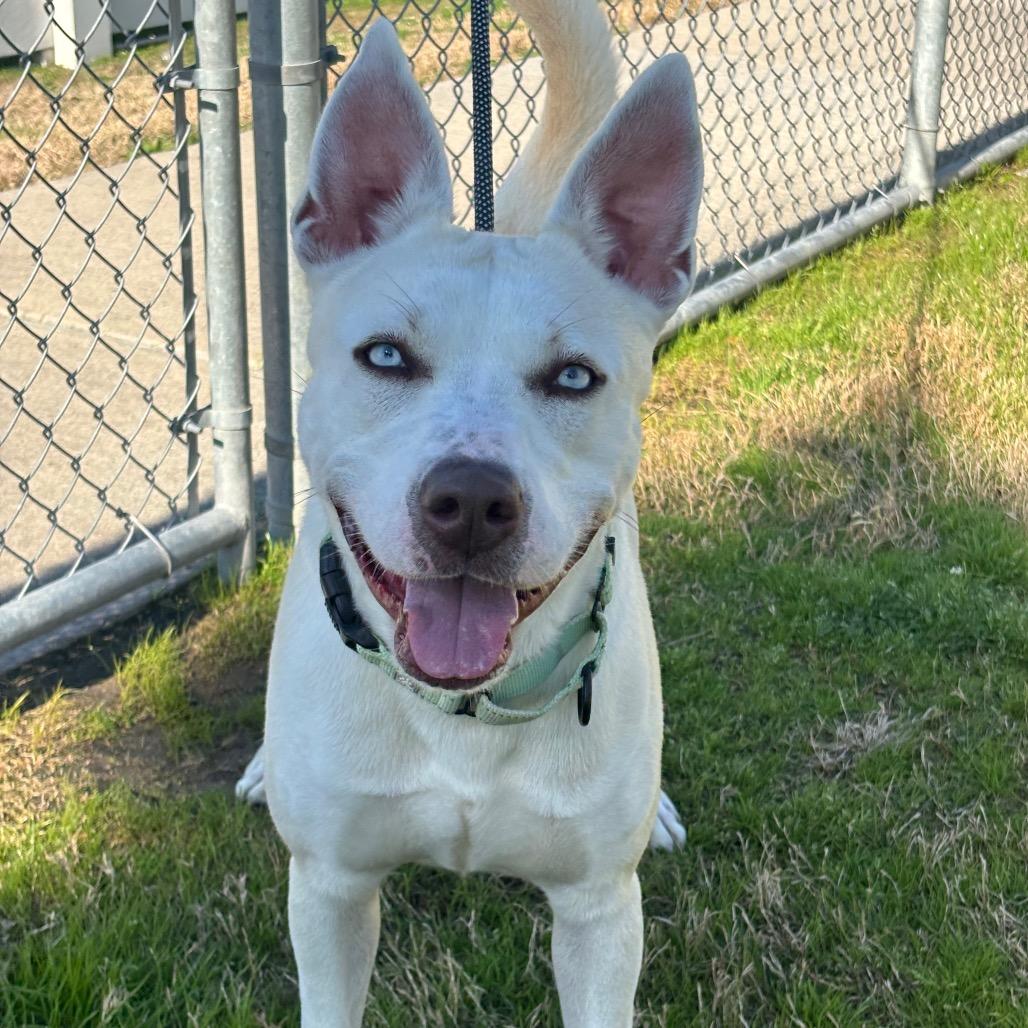 Nova, a Adoptable mixed breed in League City, TX image 6/6