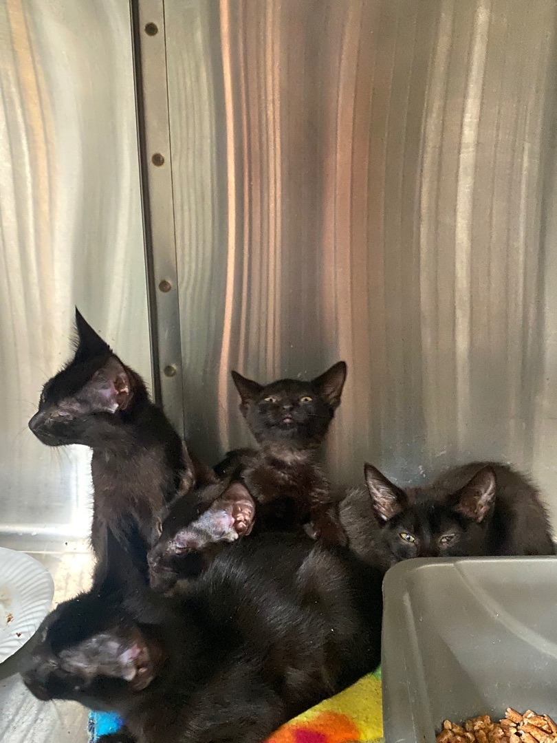 Kittens, kittens, and more kittens!  photo 6