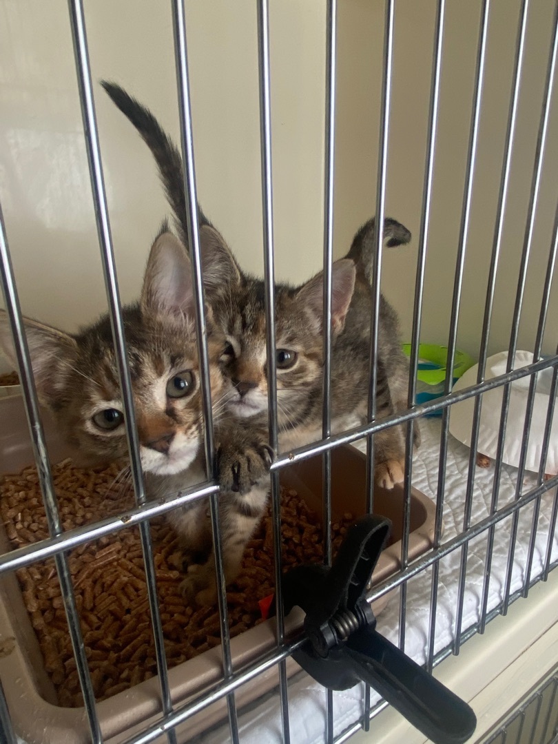 Enlarge Kittens, kittens, and more kittens! , a Adoptable Domestic Short Hair in Okanogan, WA image 2/12