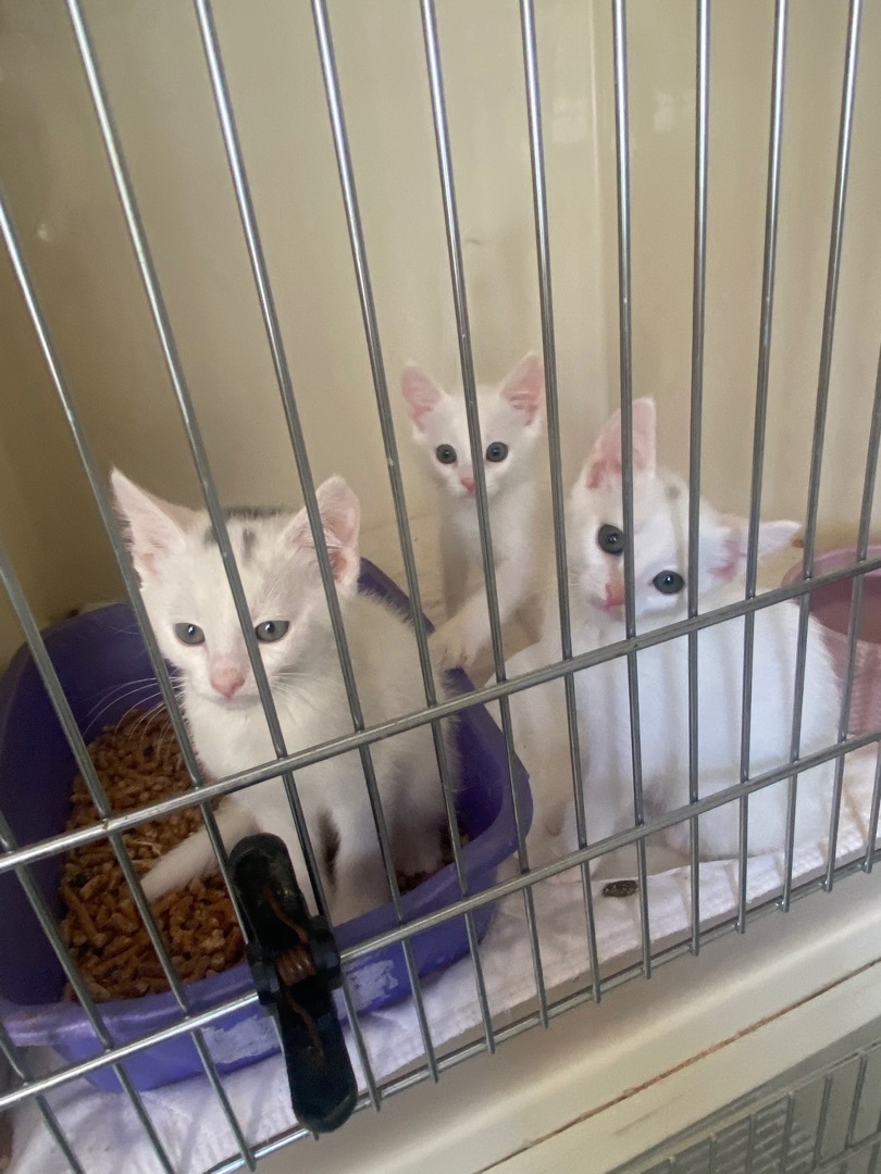 Kittens, kittens, and more kittens!  photo 3