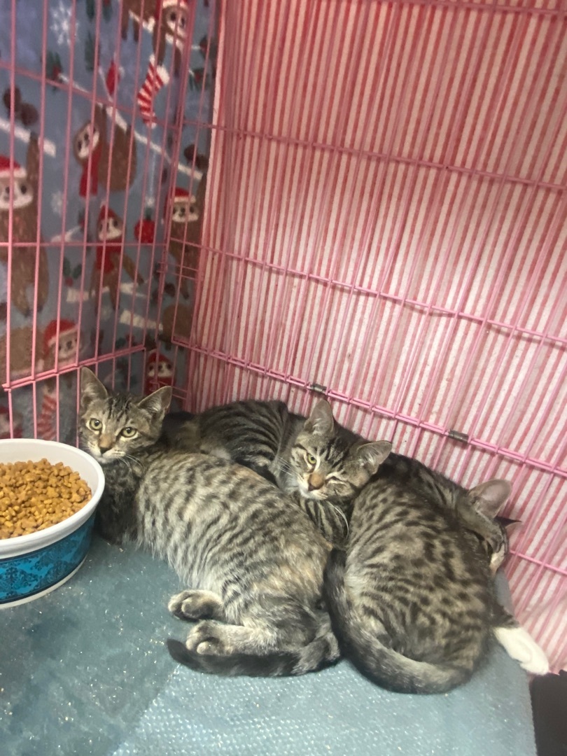 Kittens, kittens, and more kittens!  photo 2