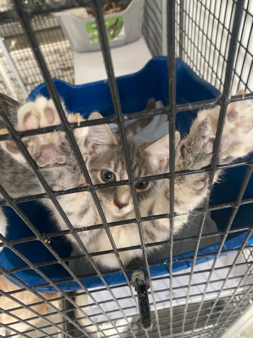 Kittens, kittens, and more kittens! , Baby Male unknown