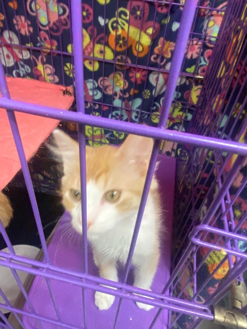 Kittens, kittens, and more kittens!  photo 5