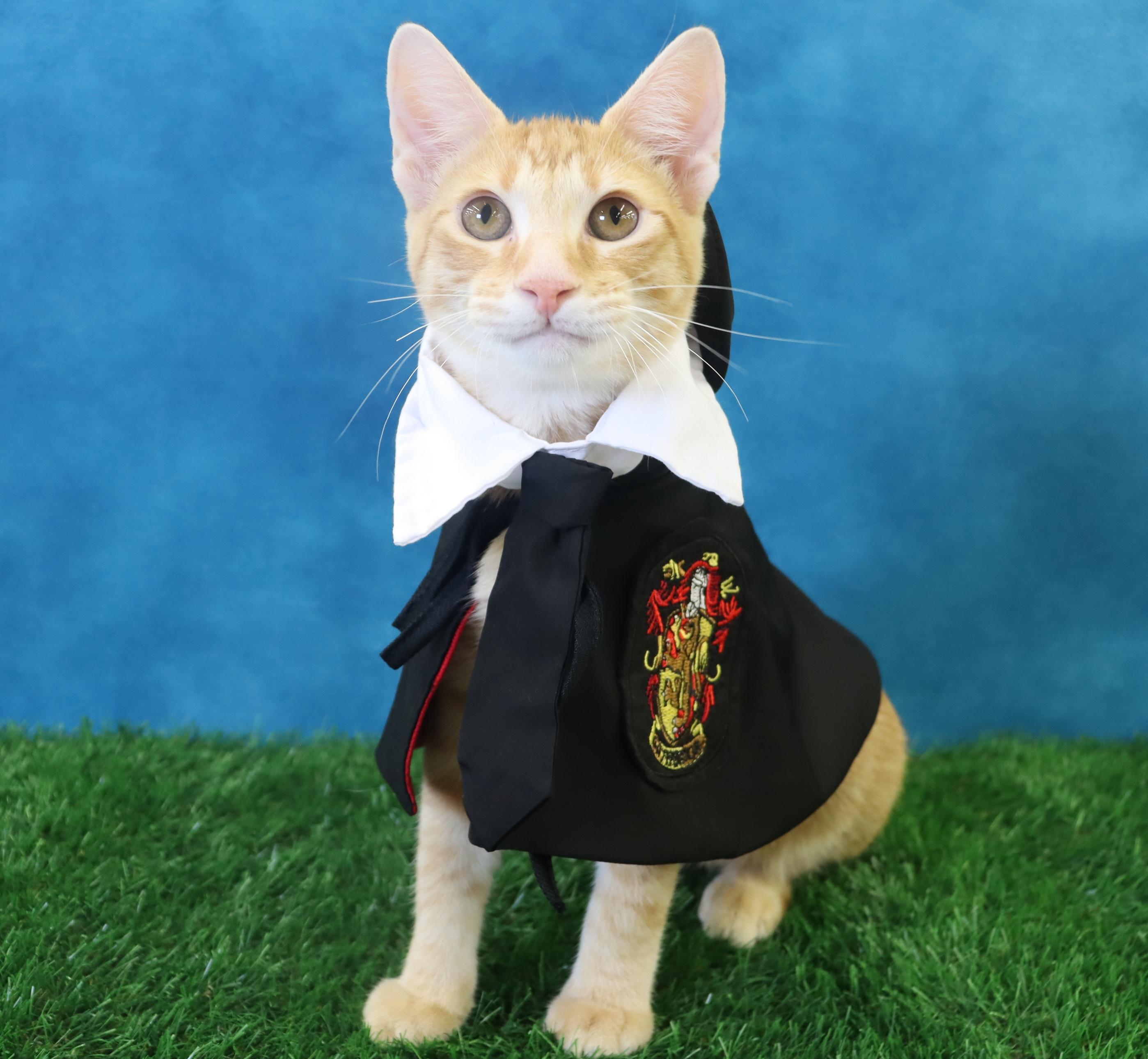 Oliver - Energetic & Loves Attention