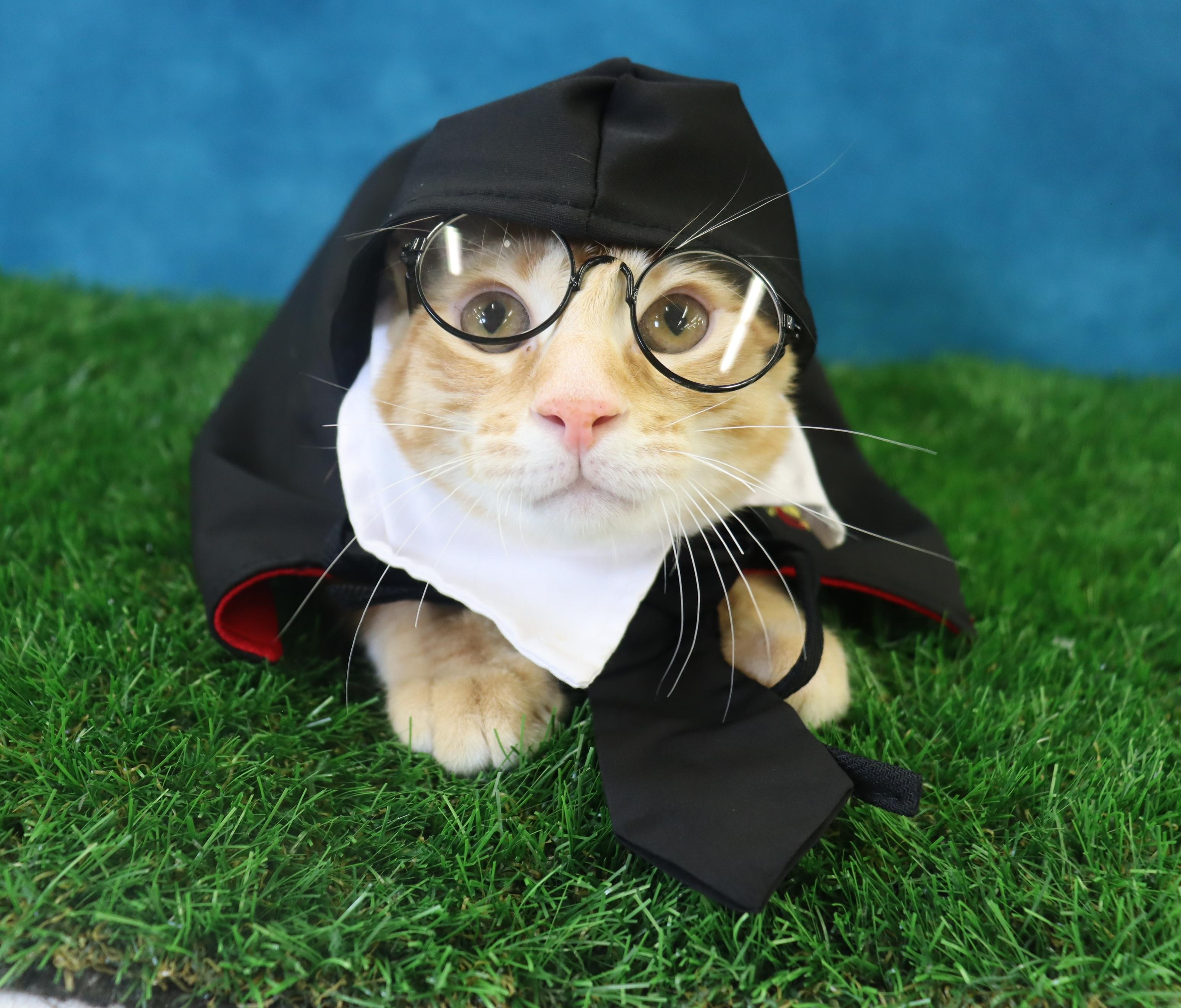 Oliver - Energetic & Loves Attention