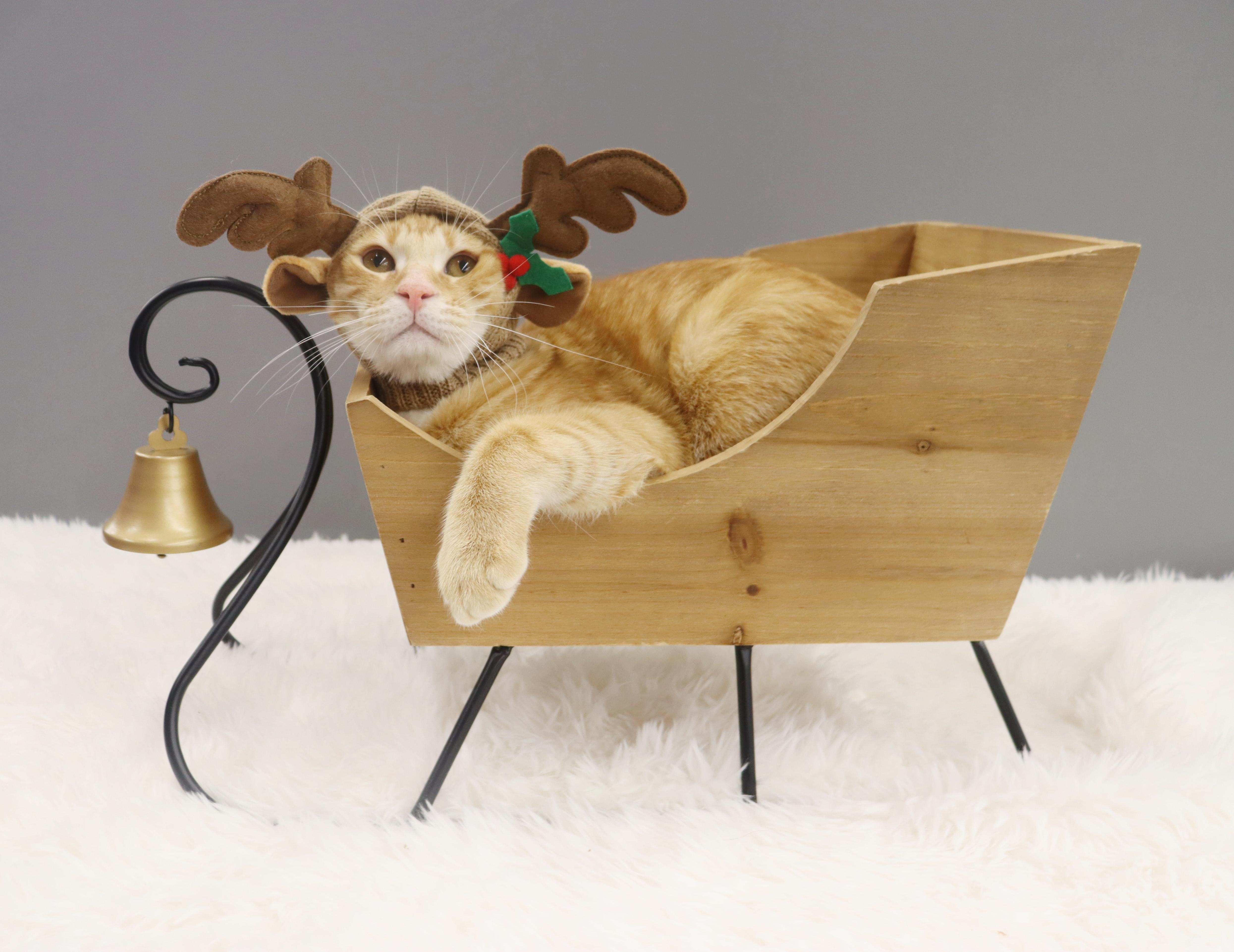 Oliver - Energetic & Loves Attention, a Adoptable Domestic Short Hair in League City, TX image 6/6