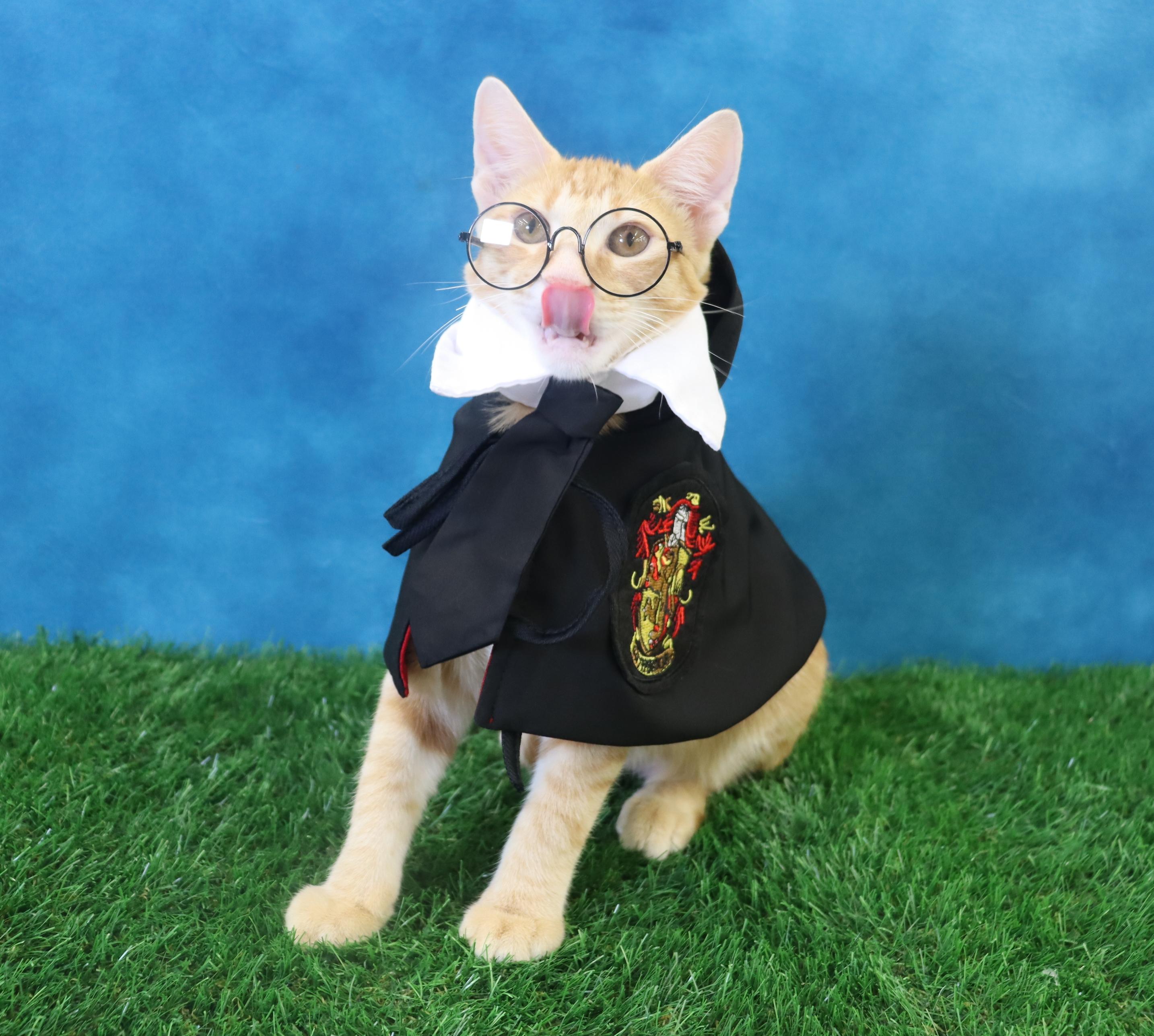 Oliver - Energetic & Loves Attention