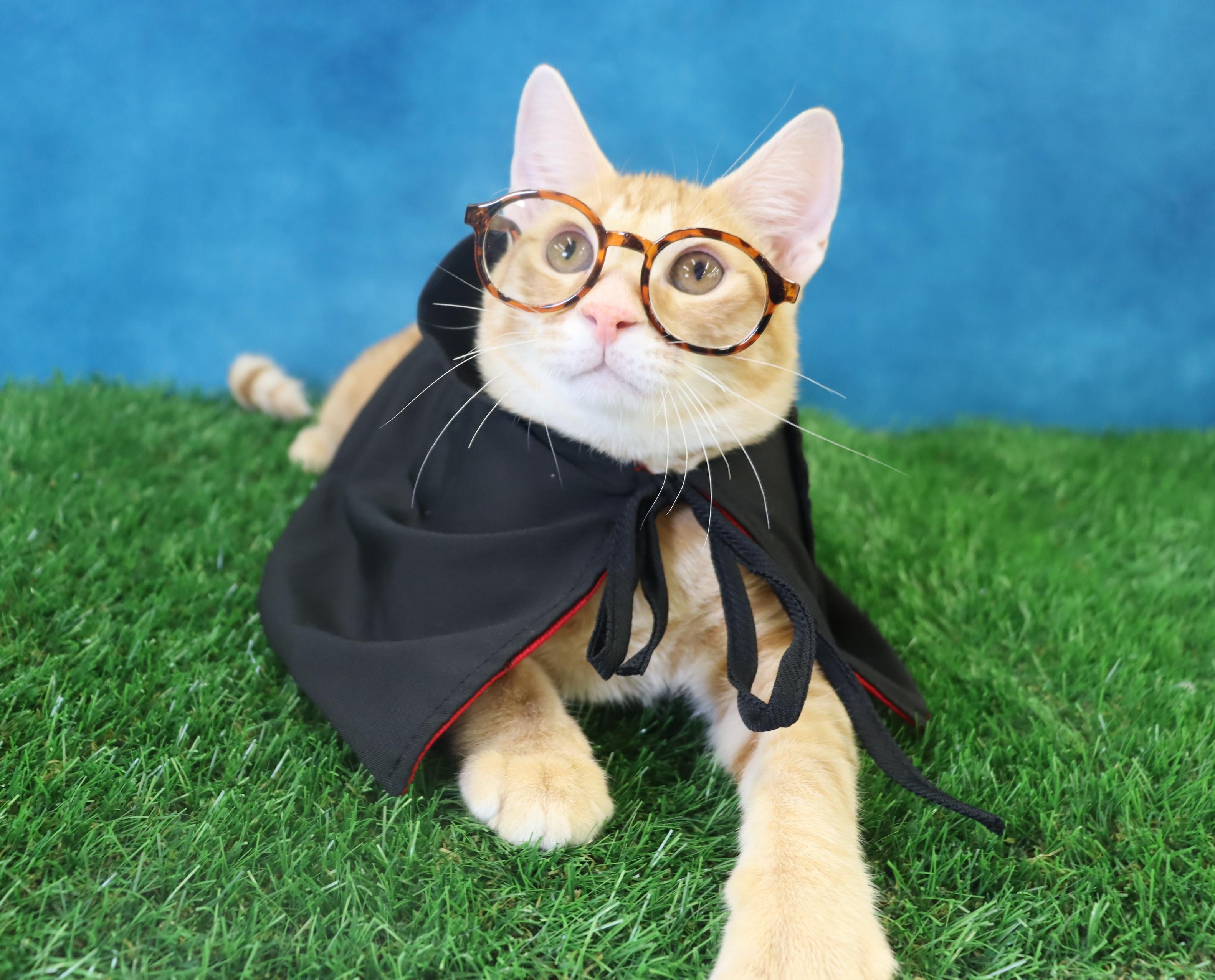 Oliver - Energetic & Loves Attention