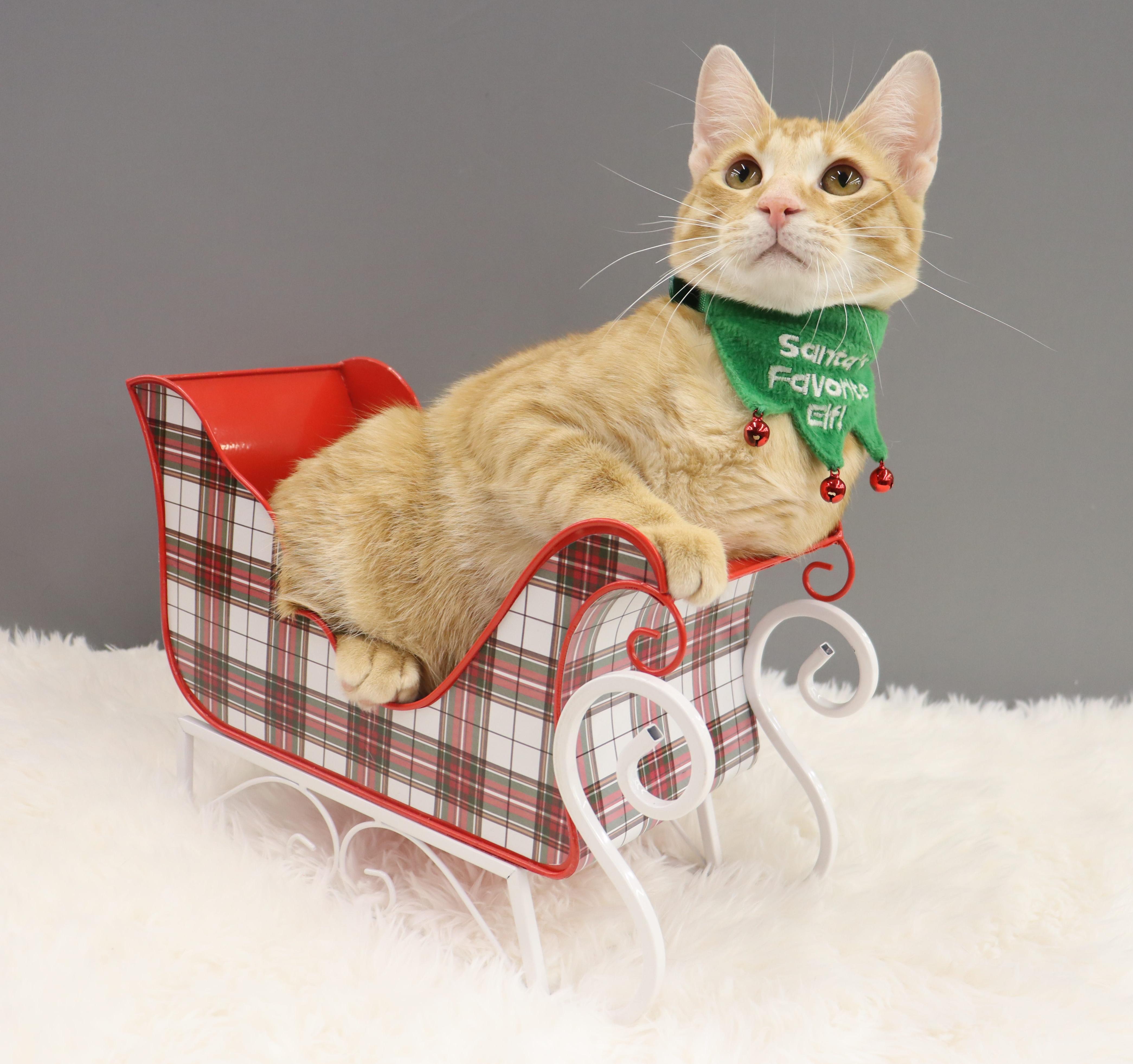 Oliver - Energetic & Loves Attention, a Adoptable Domestic Short Hair in League City, TX image 3/6