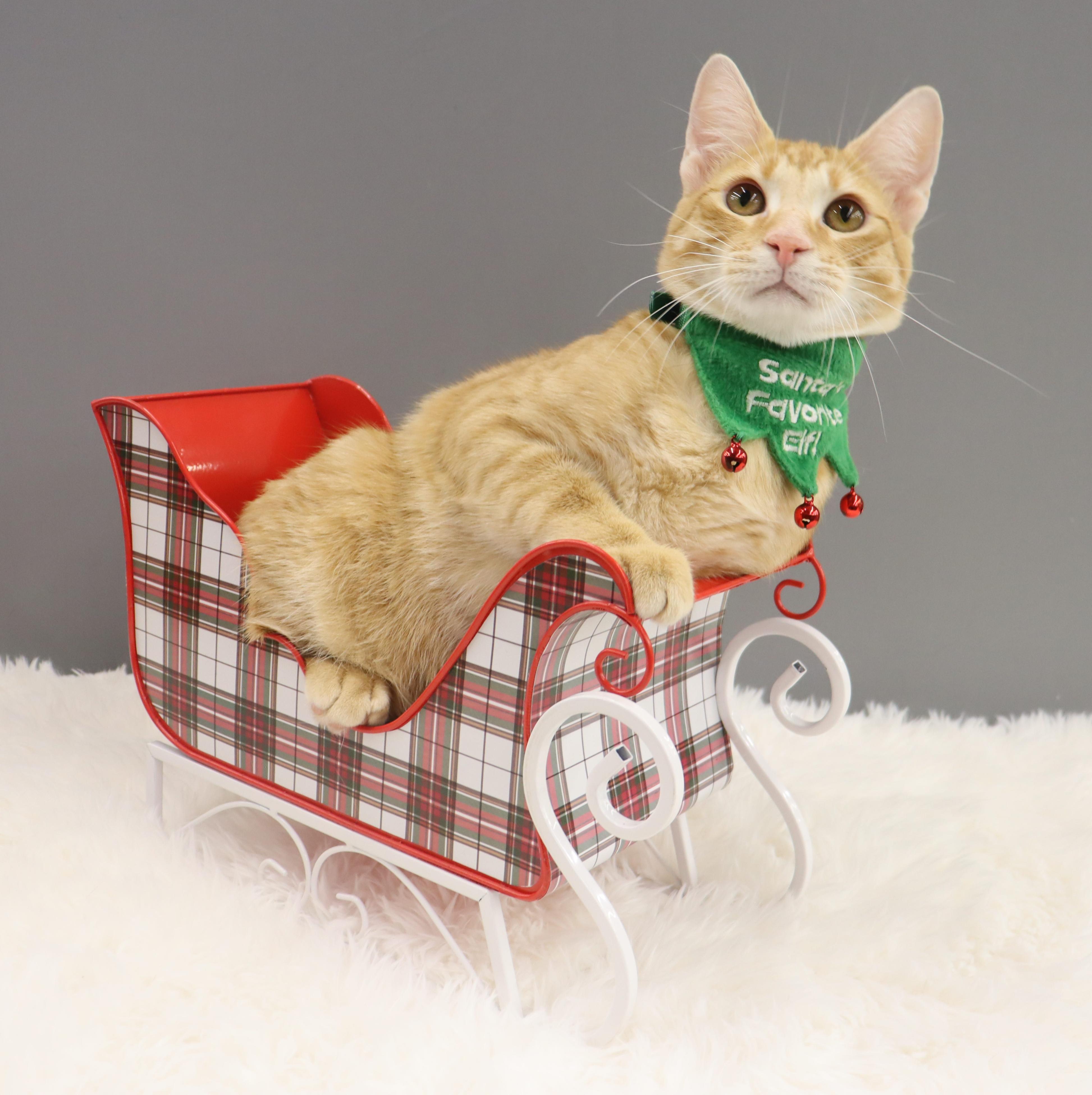 Oliver - Energetic & Loves Attention, a Adoptable Domestic Short Hair in League City, TX image 4/6