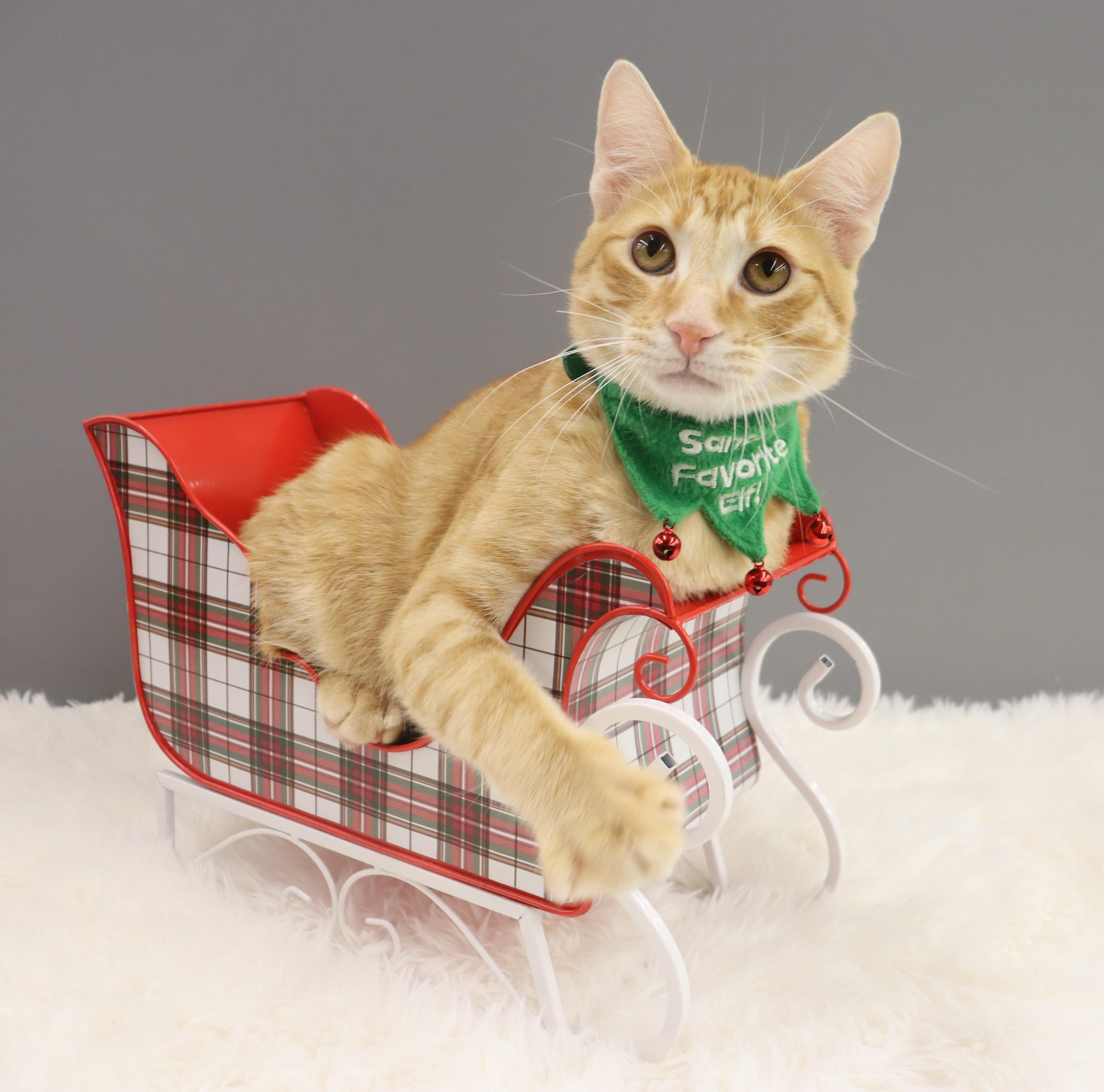 Oliver - Energetic & Loves Attention, a Adoptable Domestic Short Hair in League City, TX image 1/6