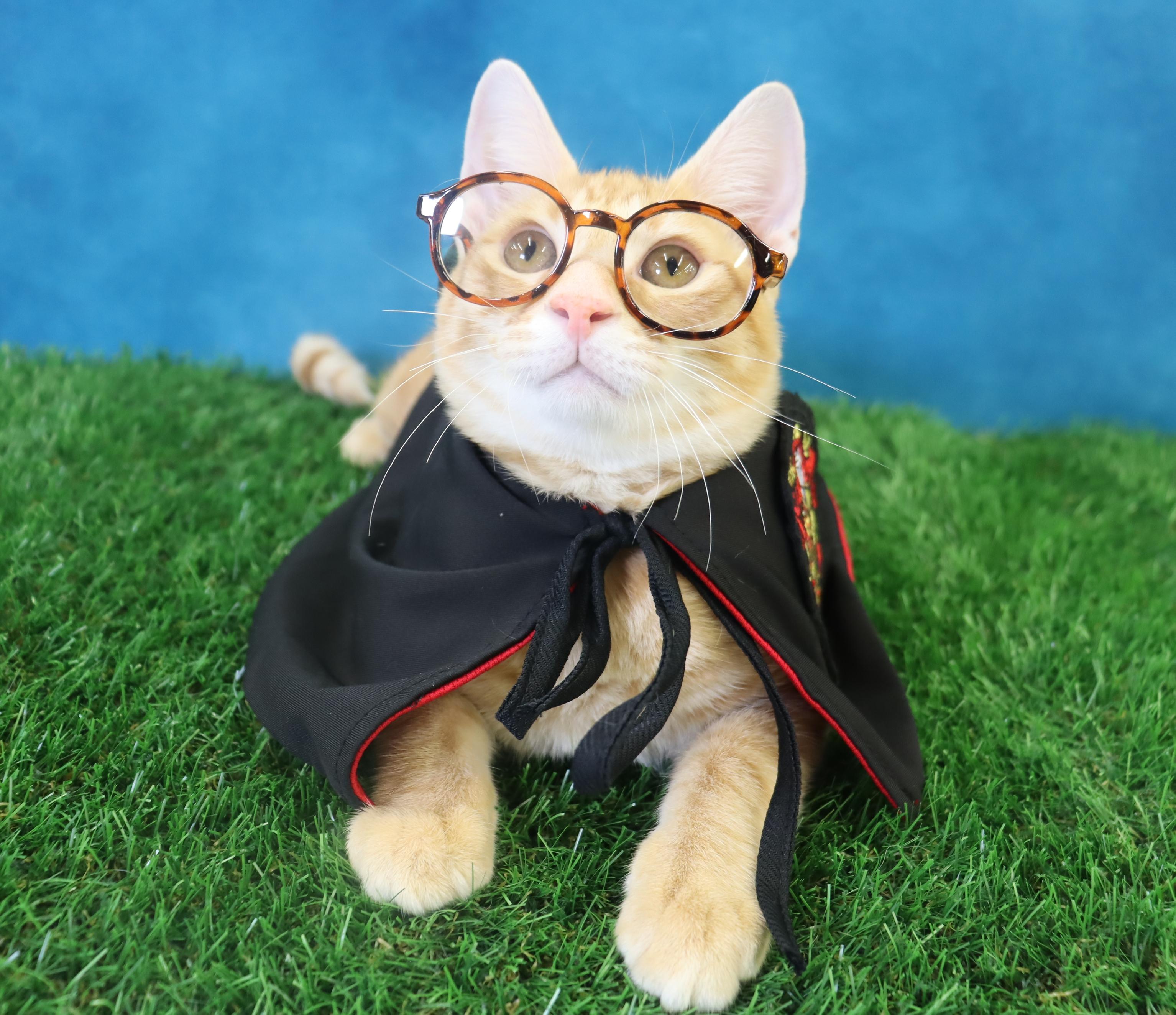 Oliver - Energetic & Loves Attention