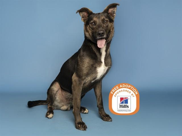 Enlarge ROSCOE, a Adoptable German Shepherd Dog in Phoenix, AZ image 1/1