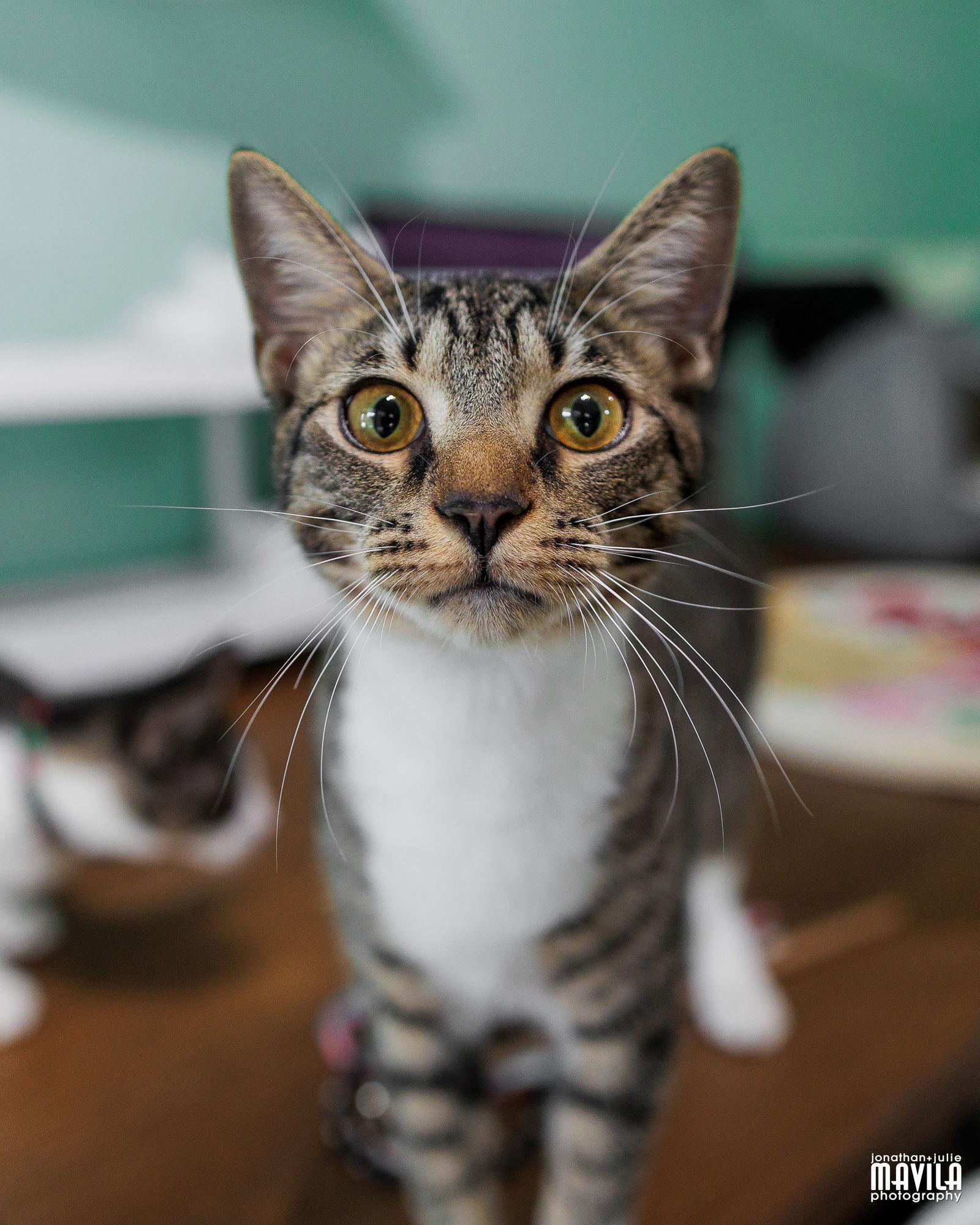 Purlina, Adoptable, Kitten Female Domestic Short Hair & Tabby.