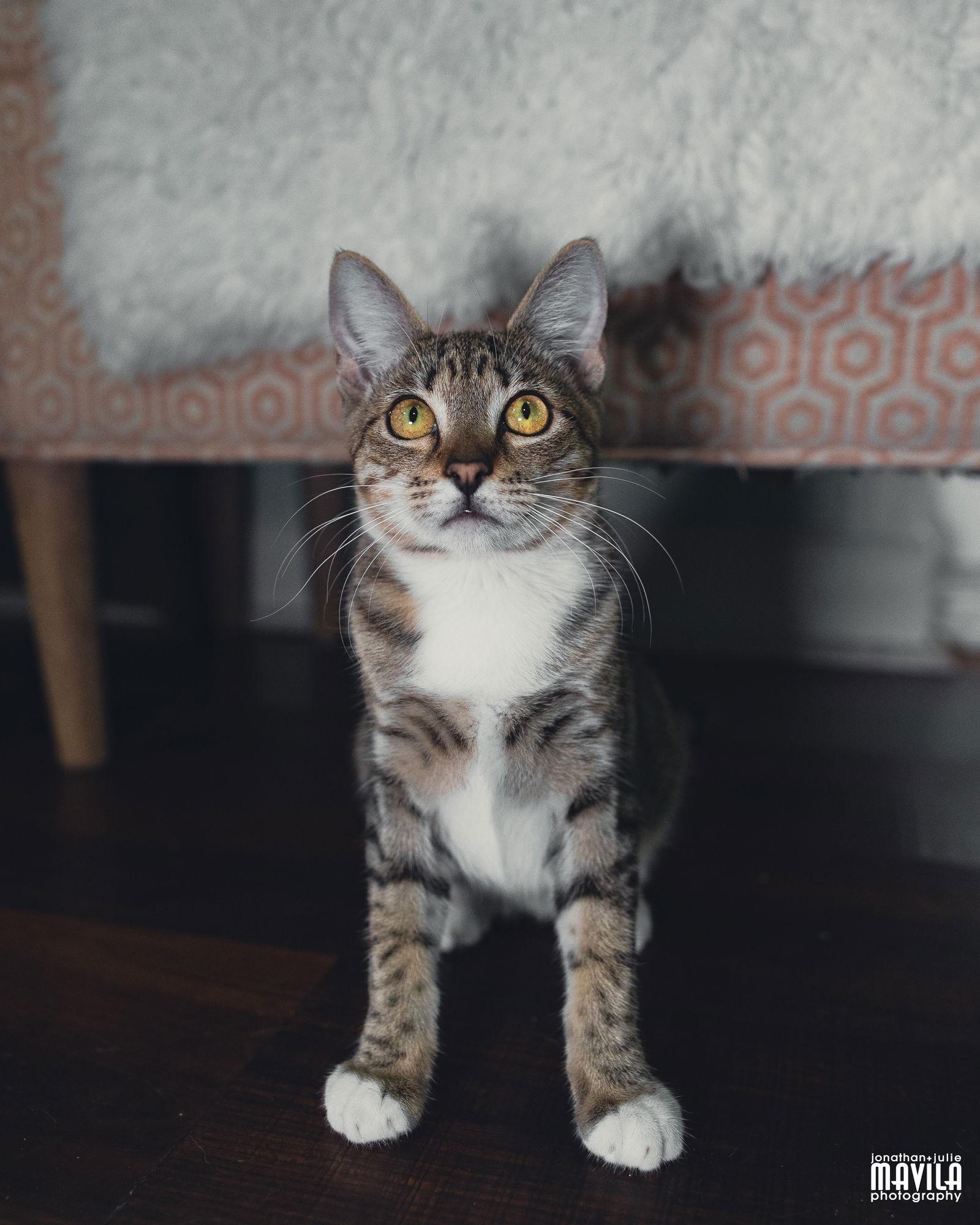 Enlarge Purlina, a Adoptable mixed breed in Lighthouse Point, FL image 2/3