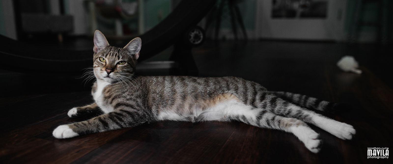 Enlarge Purlina, a Adoptable mixed breed in Lighthouse Point, FL image 3/3