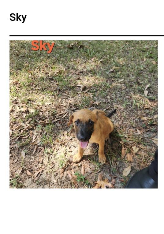 Enlarge Sky, a Adoptable Black Mouth Cur in Westport, CT image 1/1