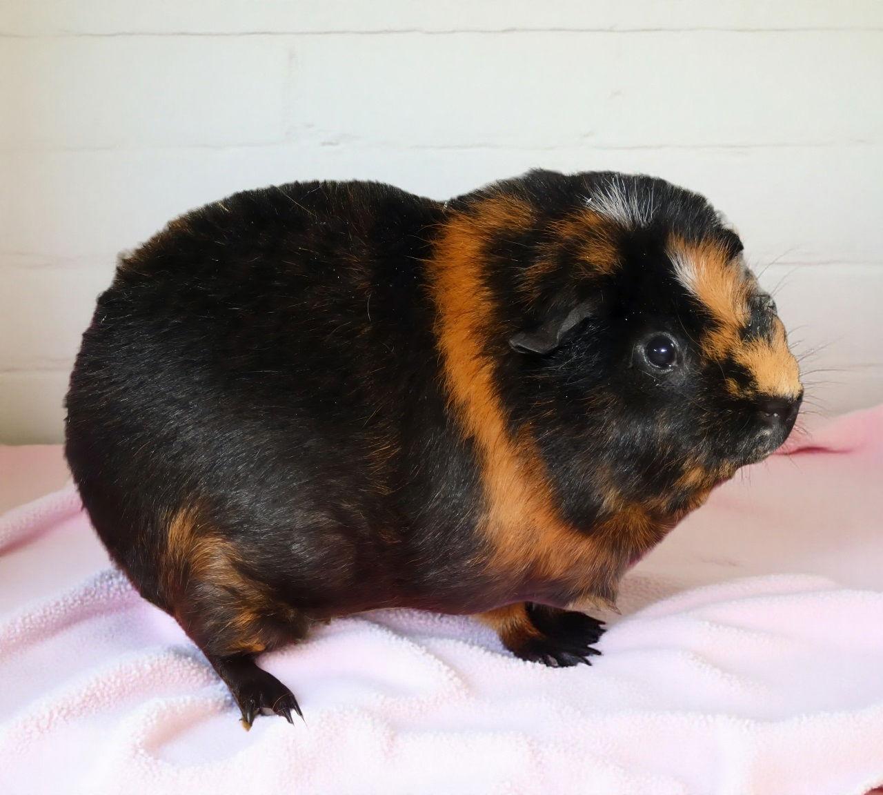 JITTER BUG, Adoptable, Adult Male Guinea Pig.