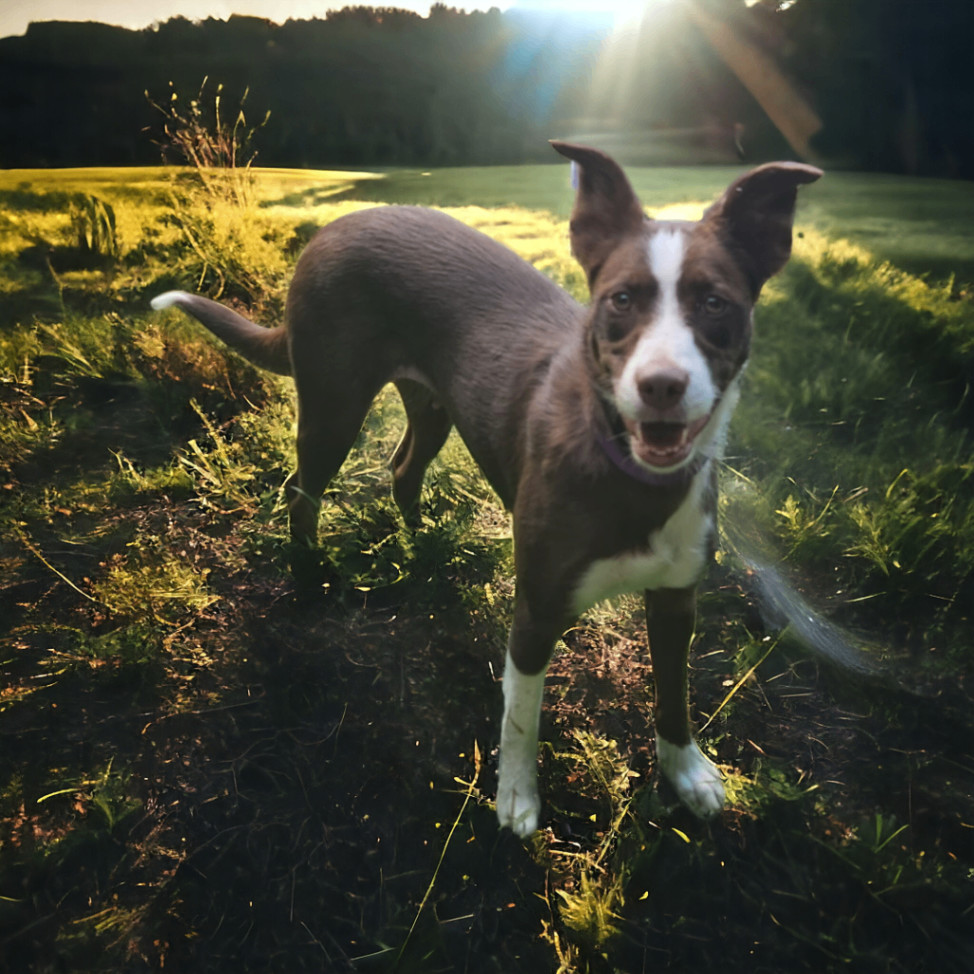 Enlarge Roxy, a Adoptable mixed breed in Salamanca, NY image 1/1