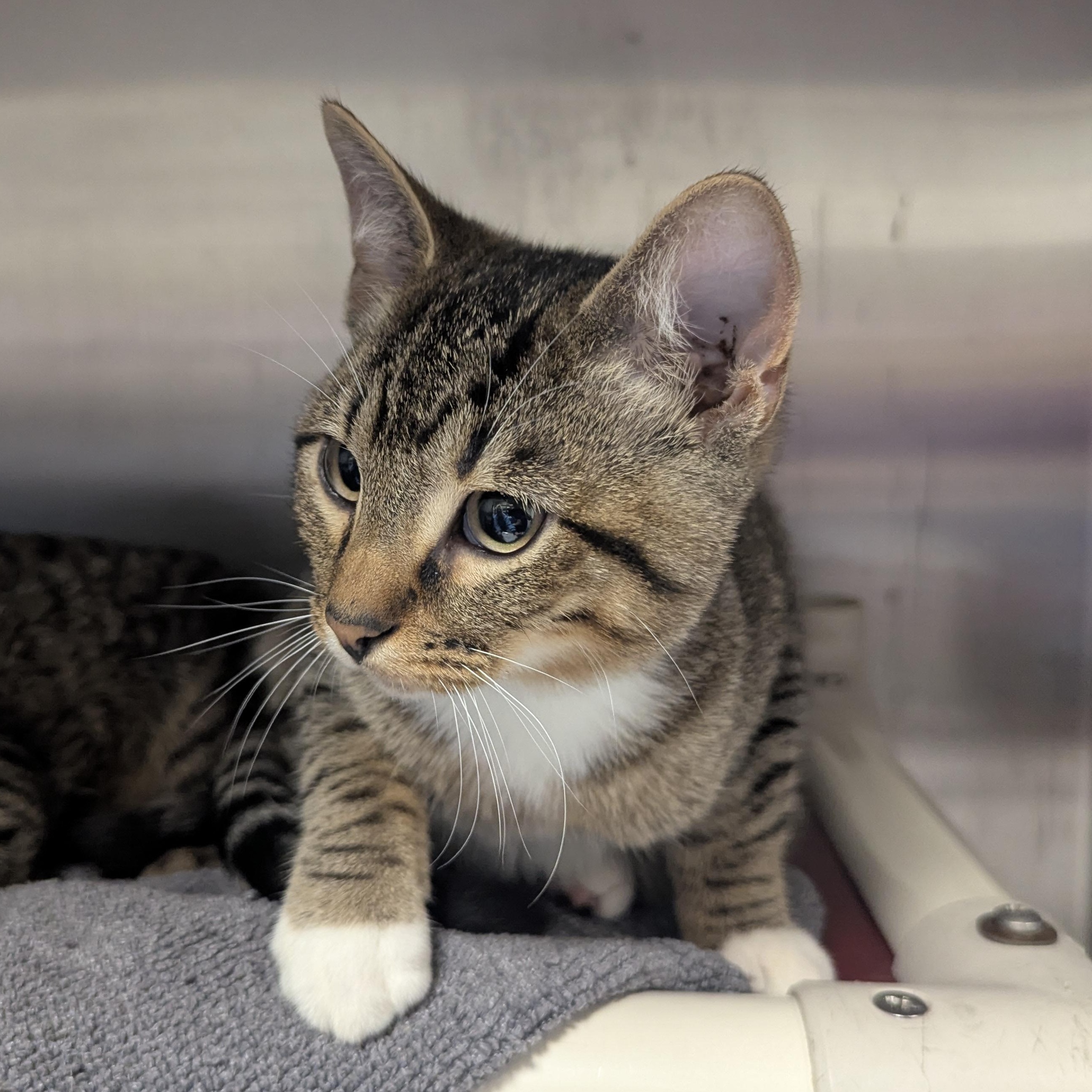 Enlarge Oscar, an adopted Domestic Short Hair in Springfield, IL image 2/3