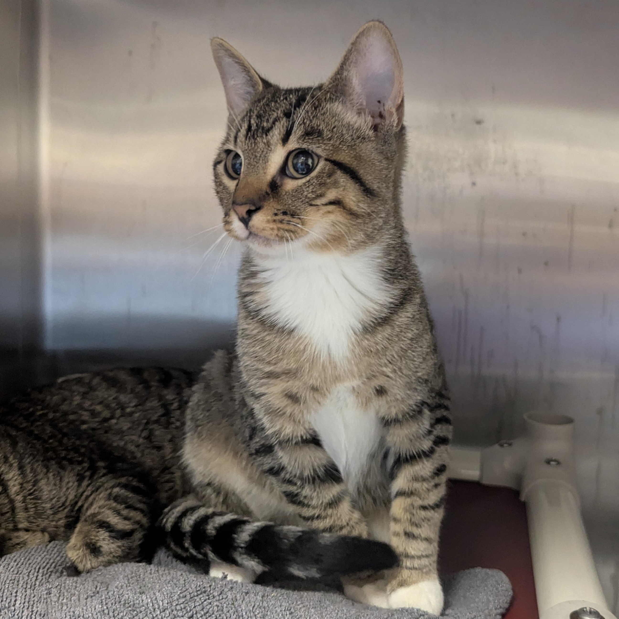 Oscar, adopted, Kitten Male Domestic Short Hair.