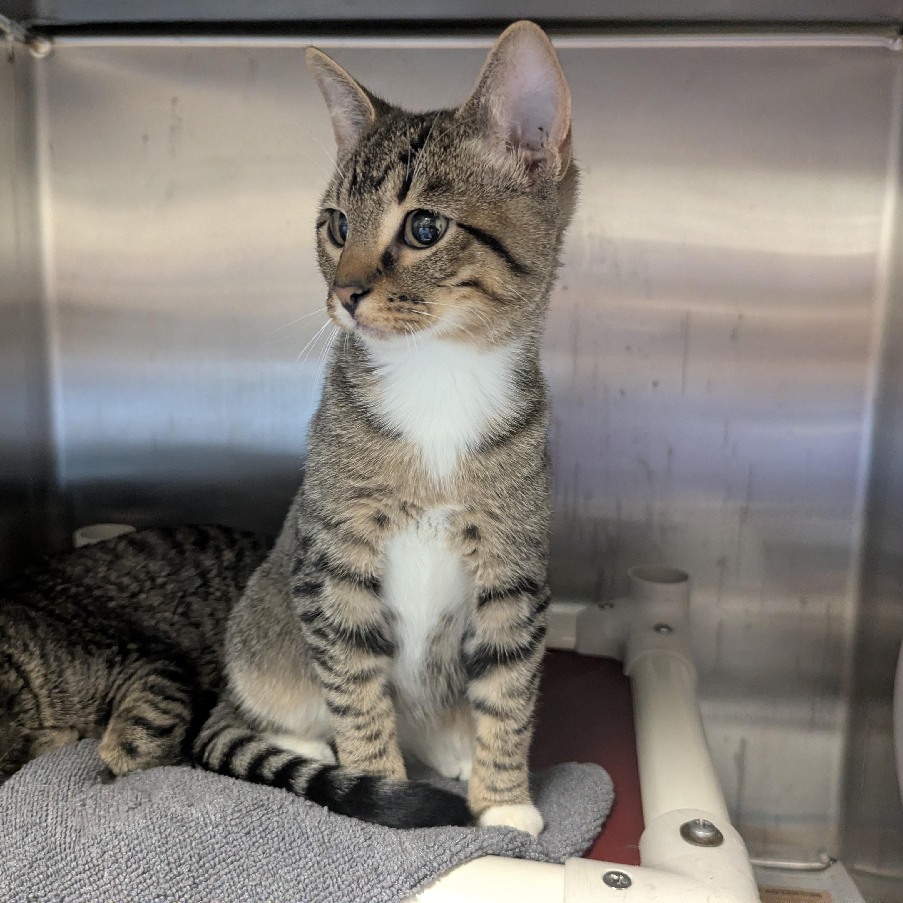 Enlarge Oscar, an adopted Domestic Short Hair in Springfield, IL image 3/3