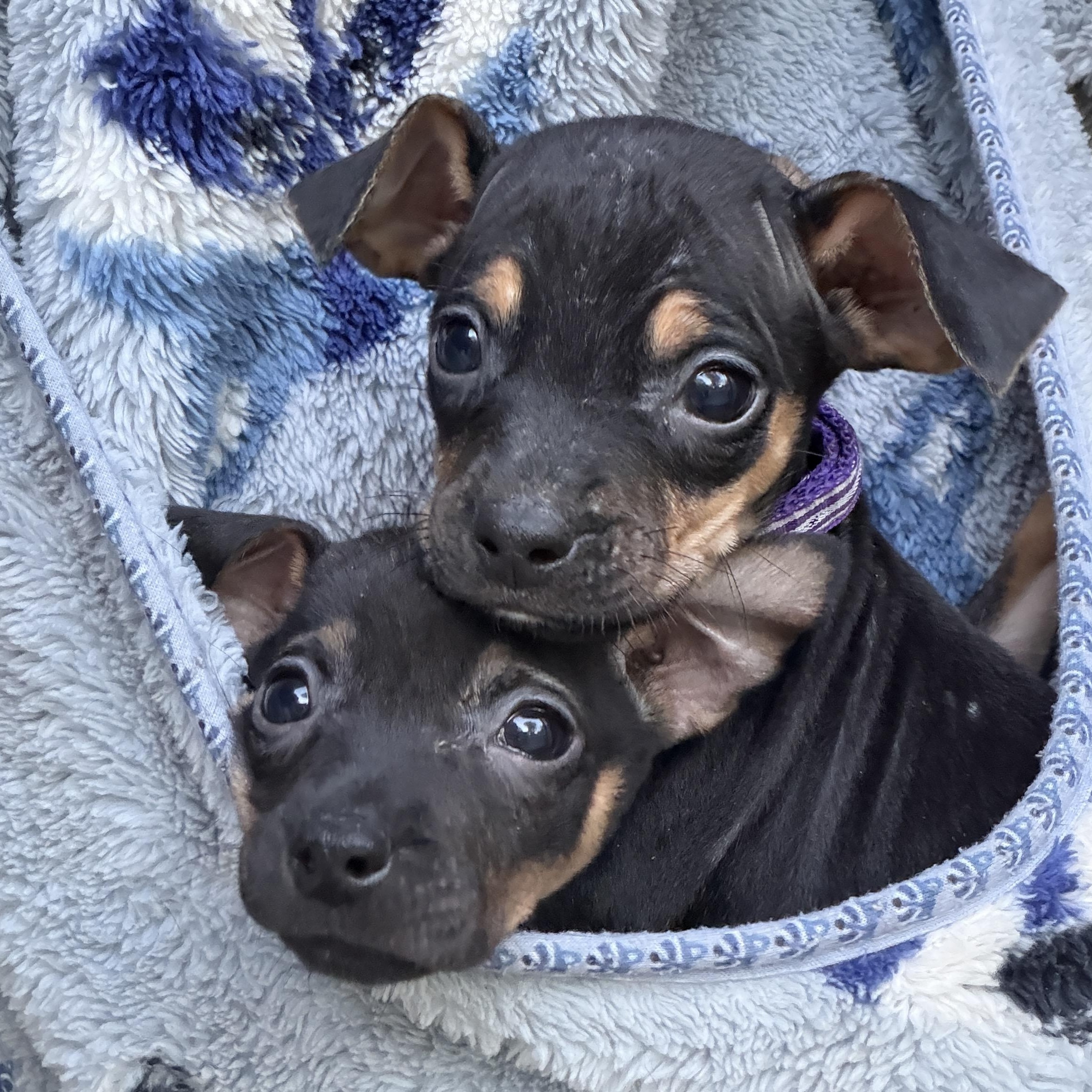 Enlarge Zuzu, a Adoptable mixed breed in Jeffersonville, IN image 2/5