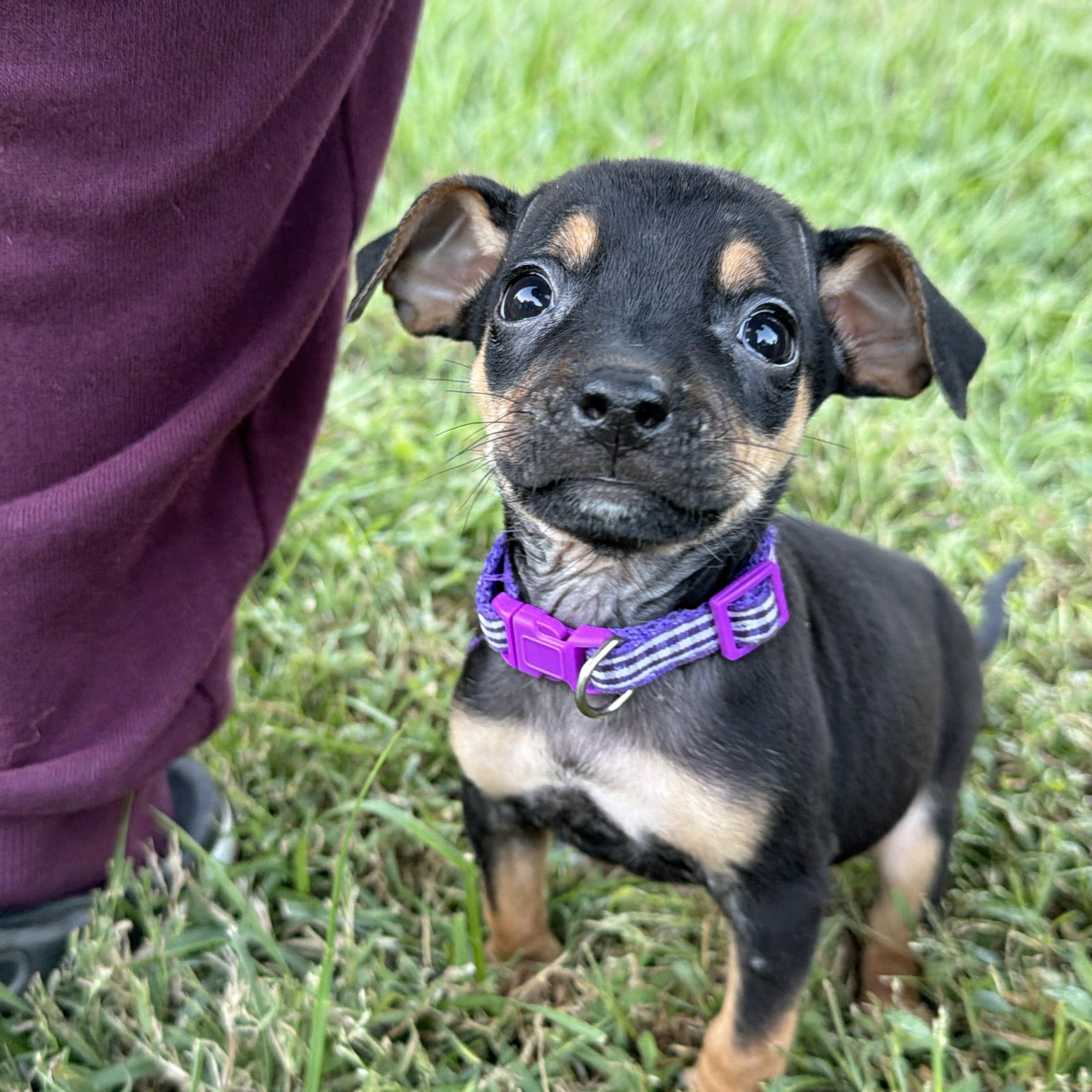 Enlarge Zuzu, a Adoptable mixed breed in Jeffersonville, IN image 3/5