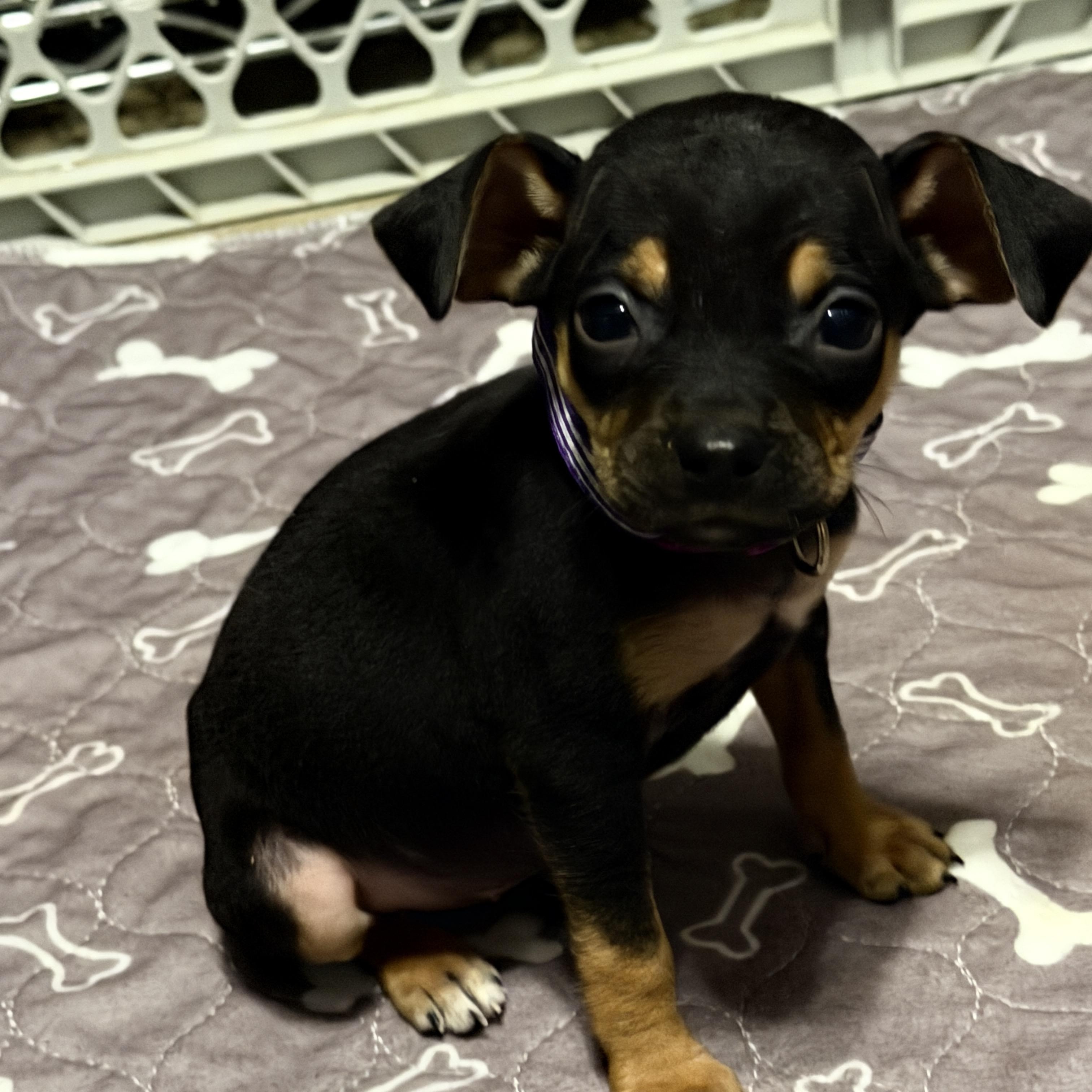 Enlarge Zuzu, a Adoptable mixed breed in Jeffersonville, IN image 5/5