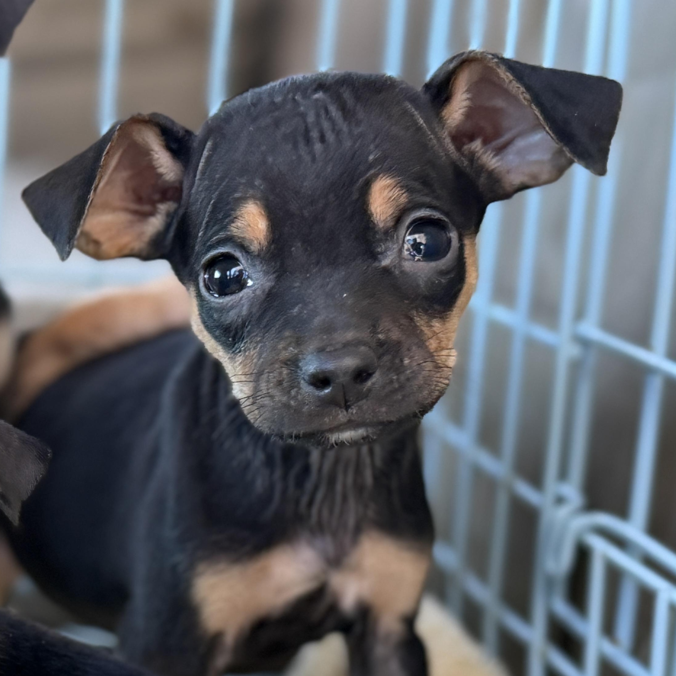 Zuzu, Adoptable, Puppy Female Miniature Pinscher & Chihuahua.