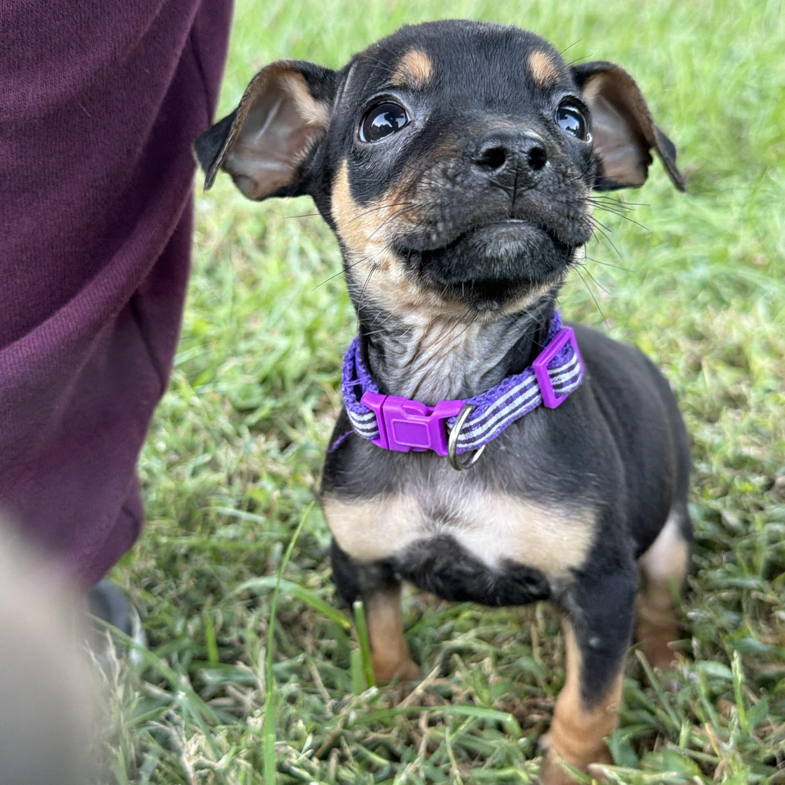 Enlarge Zuzu, a Adoptable mixed breed in Jeffersonville, IN image 4/5