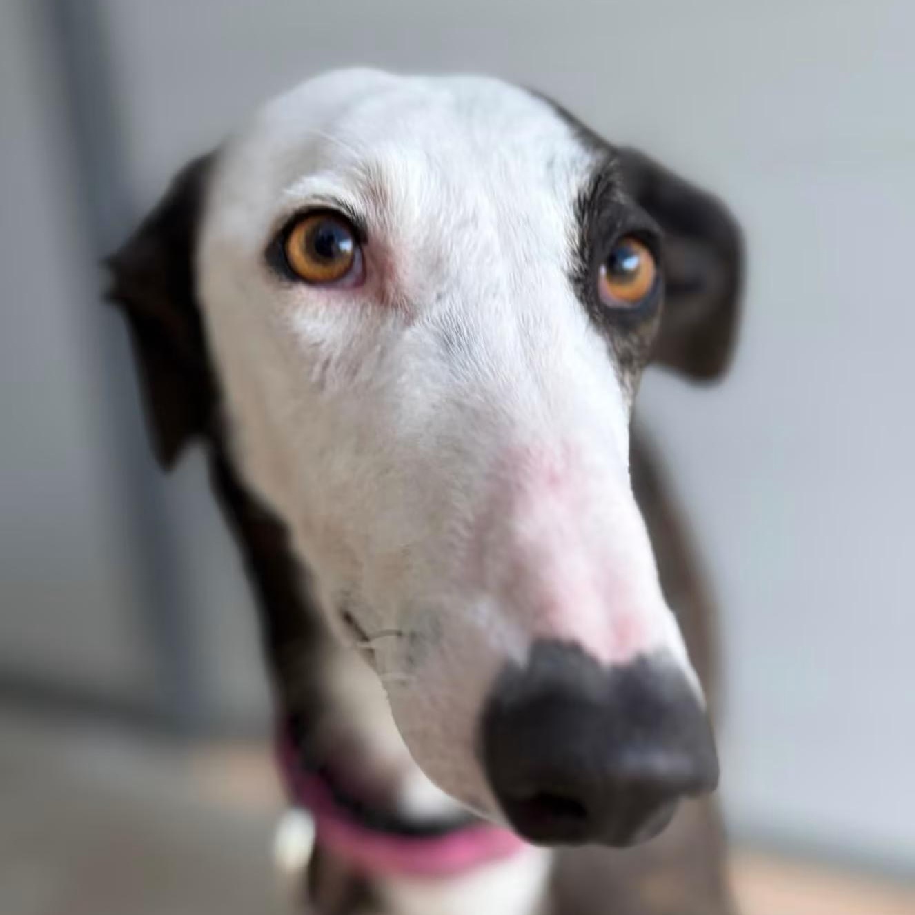 Enlarge Guadana, a ADOPTABLE Galgo Spanish Greyhound in Sterling Heights, MI image 1/3