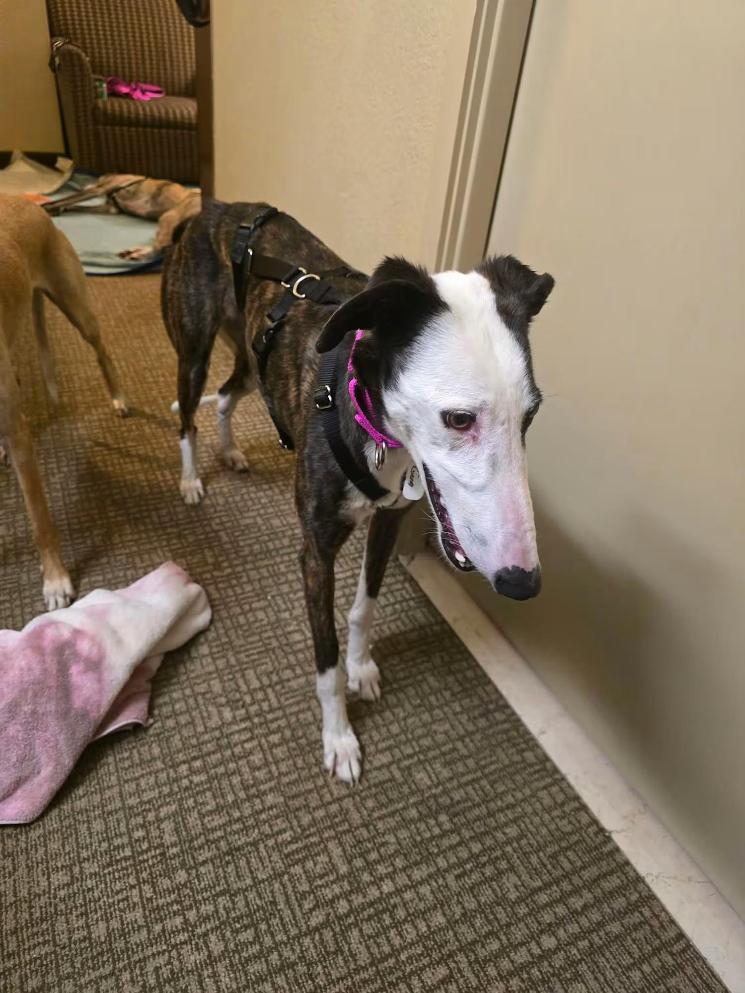 Enlarge Guadana, a ADOPTABLE Galgo Spanish Greyhound in Sterling Heights, MI image 2/3