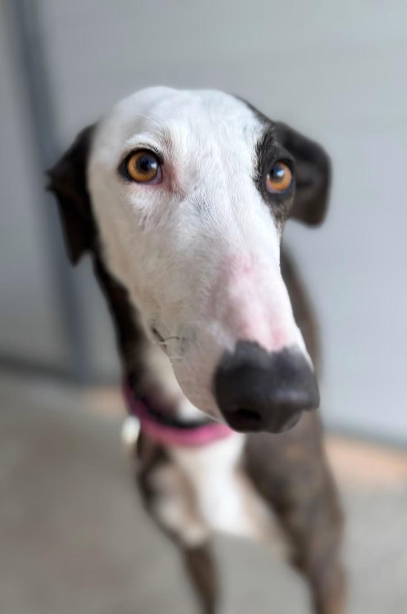 Enlarge Guadana, a ADOPTABLE Galgo Spanish Greyhound in Sterling Heights, MI image 3/3