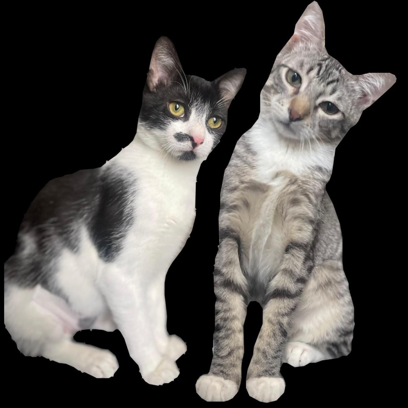 Truffle & Porcini, Adoptable, Kitten Male American Shorthair.