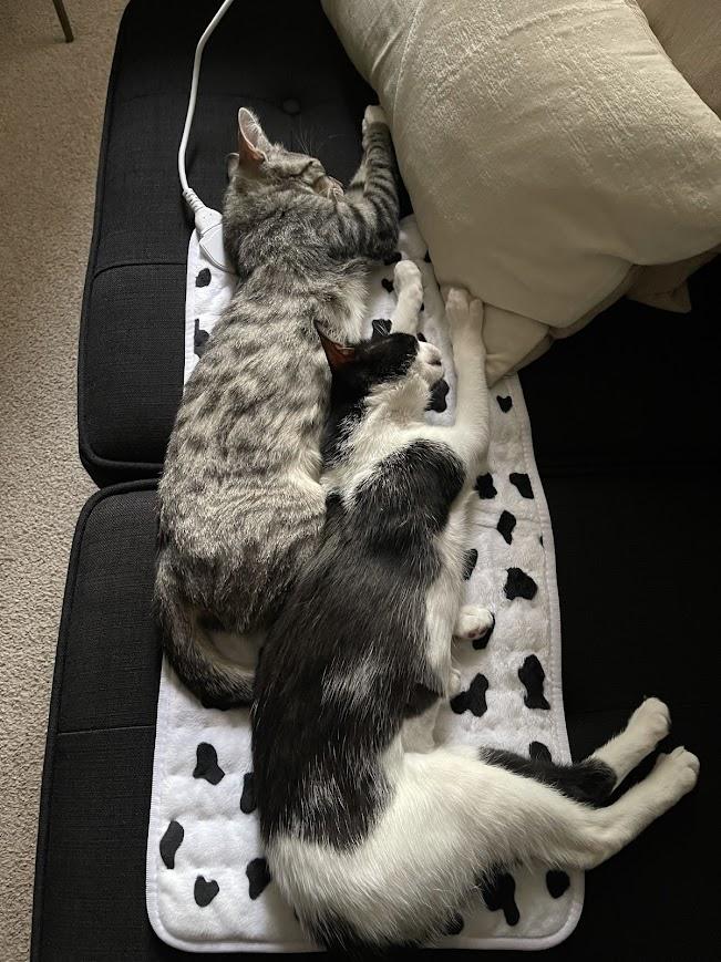 Enlarge Truffle & Porcini, a Adoptable American Shorthair in brooklyn, NY image 4/6