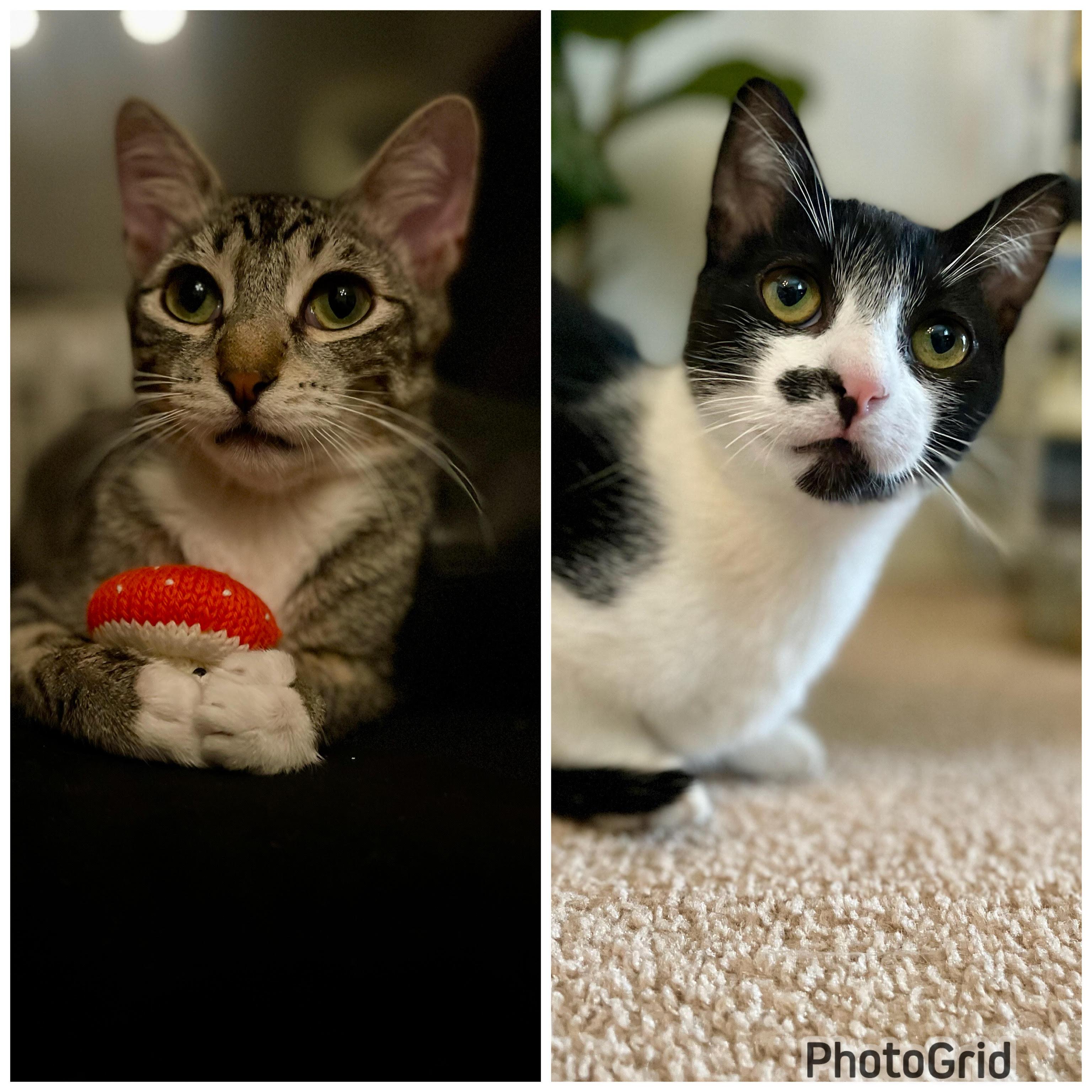 Enlarge Truffle & Porcini, a Adoptable American Shorthair in brooklyn, NY image 2/6